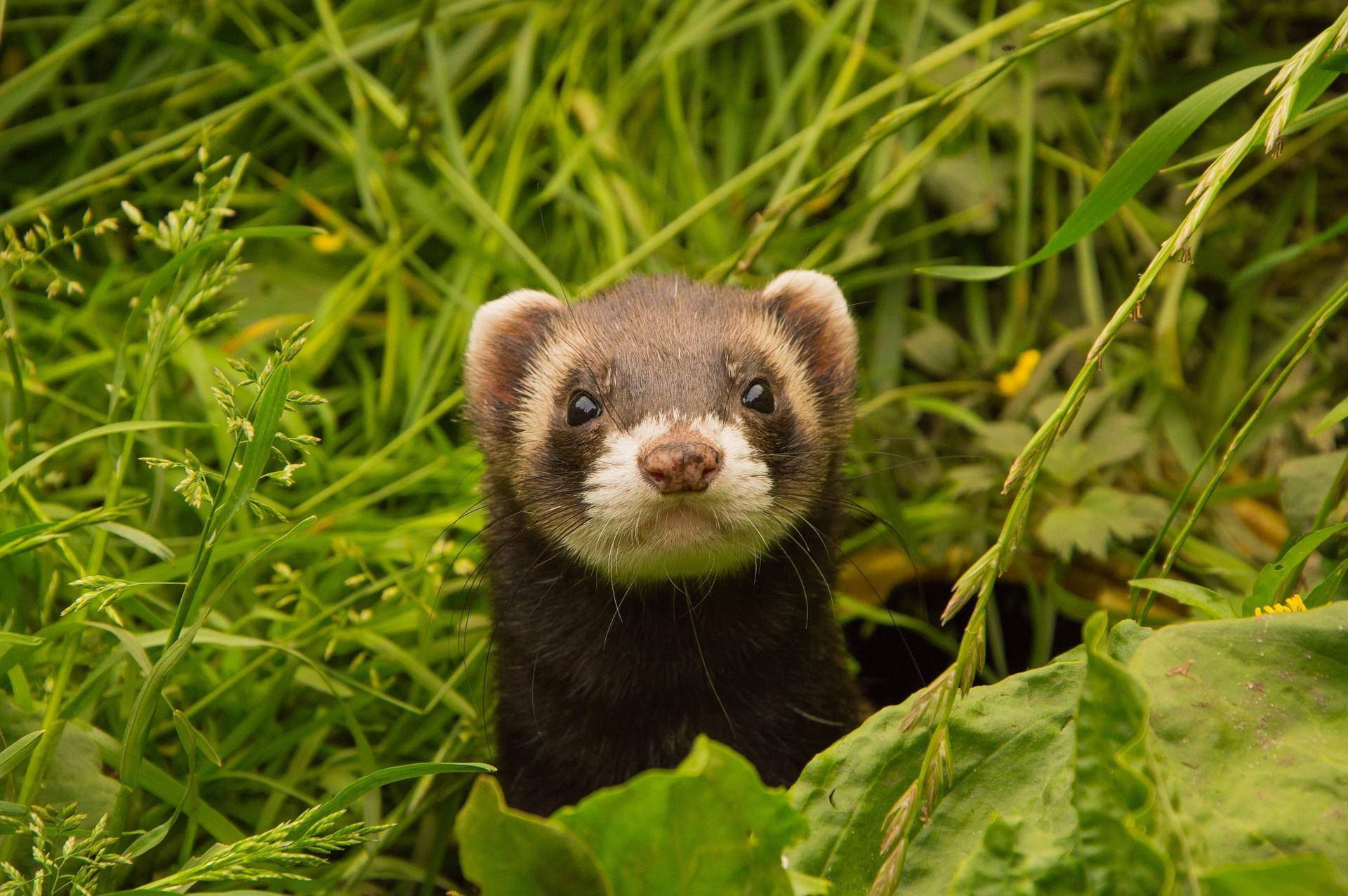 Ferret, green environment, vibrant green grass, Full HD Desktop Wallpaper
