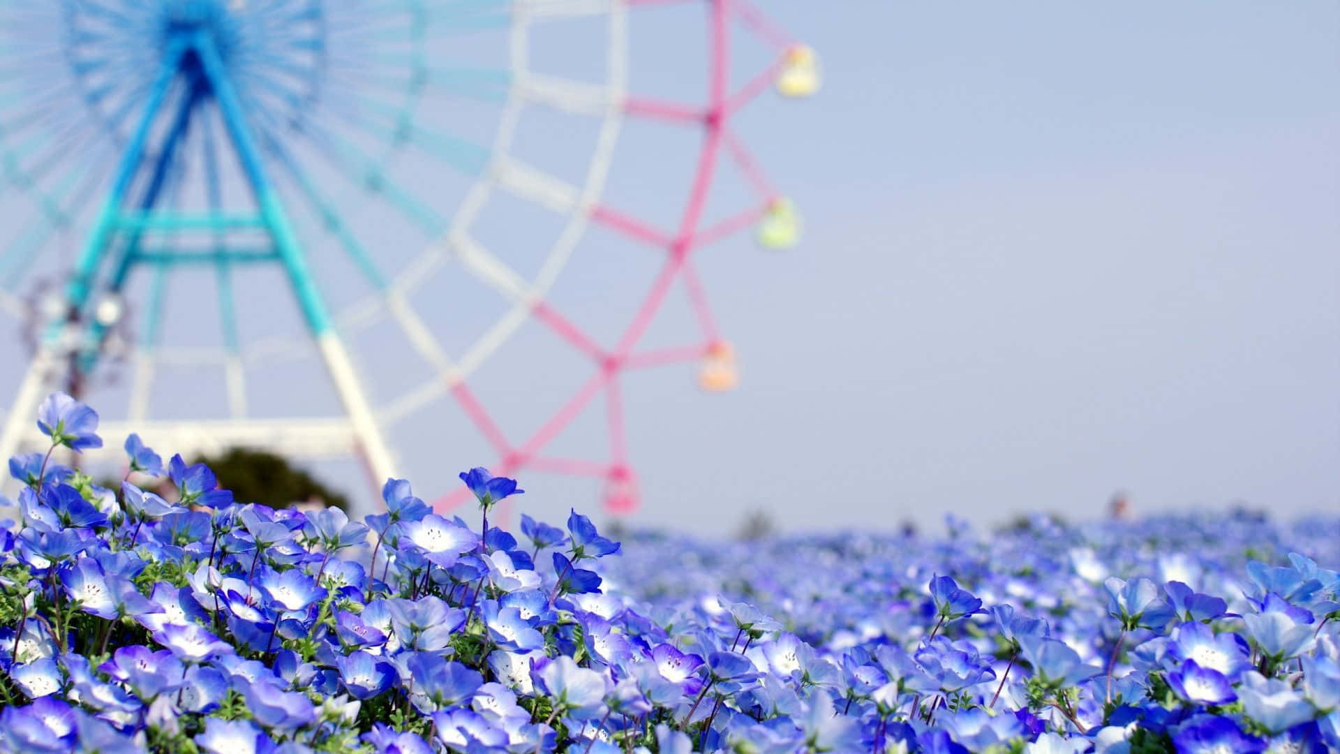 Blue Flax, Ferris wheel, colorful, Full HD Desktop Wallpaper