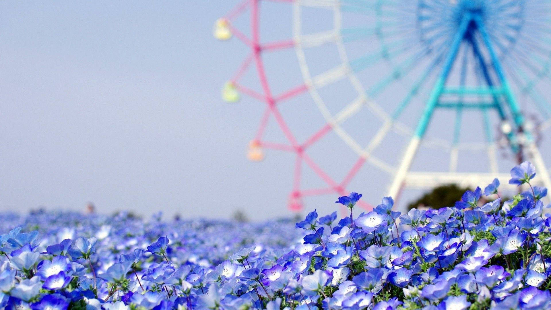 Ferris wheel, blue flowers, colorful Ferris wheel, Full HD Desktop Wallpaper