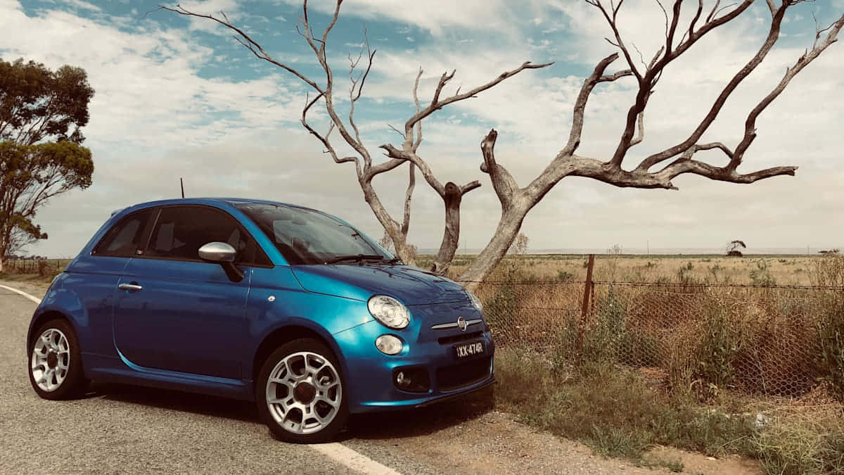 Fiat 500, vibrant blue, gnarled dead tree, SD Desktop Wallpaper