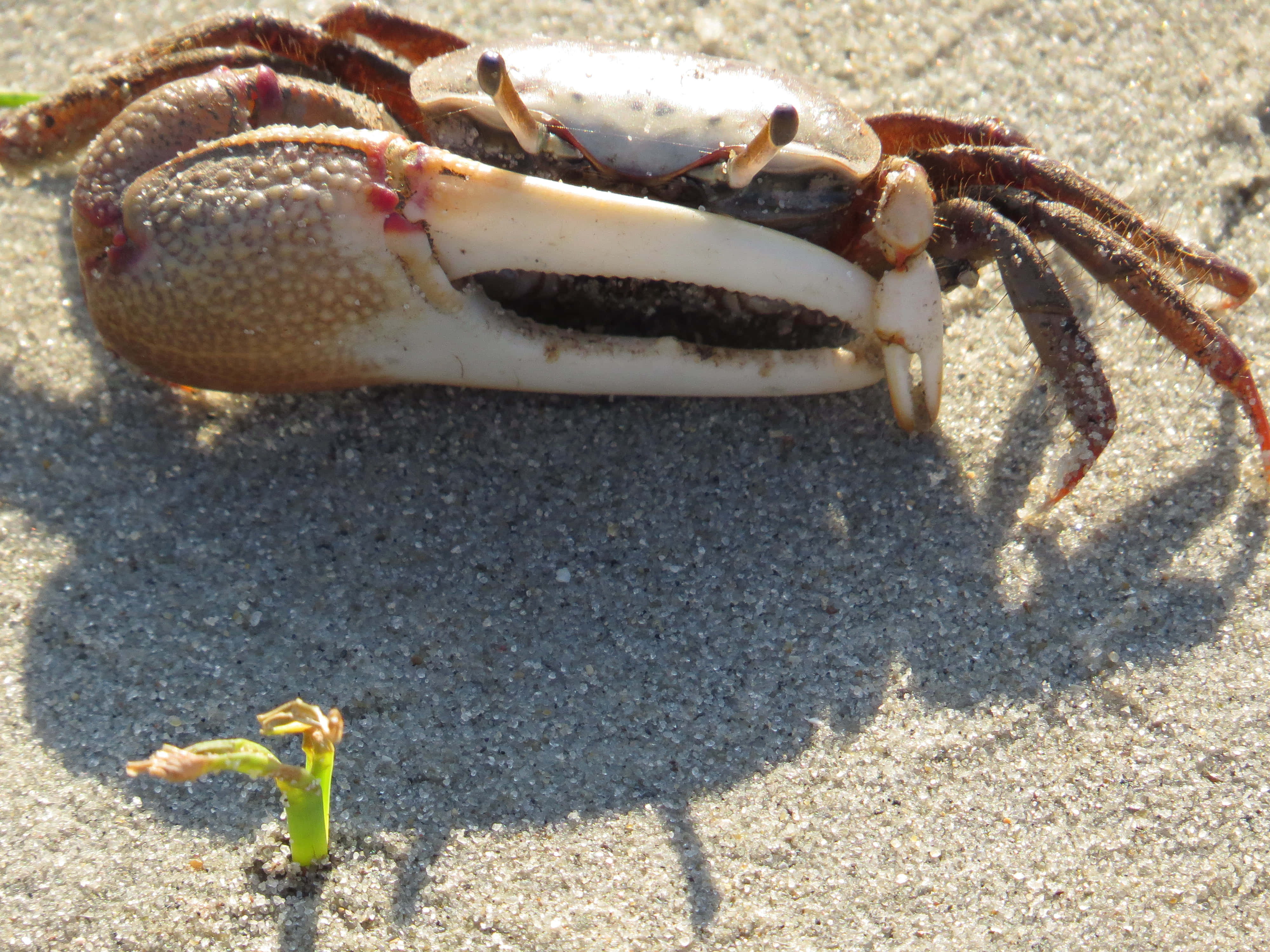 fiddler crab, sand, textured sand, 4K Desktop Wallpaper