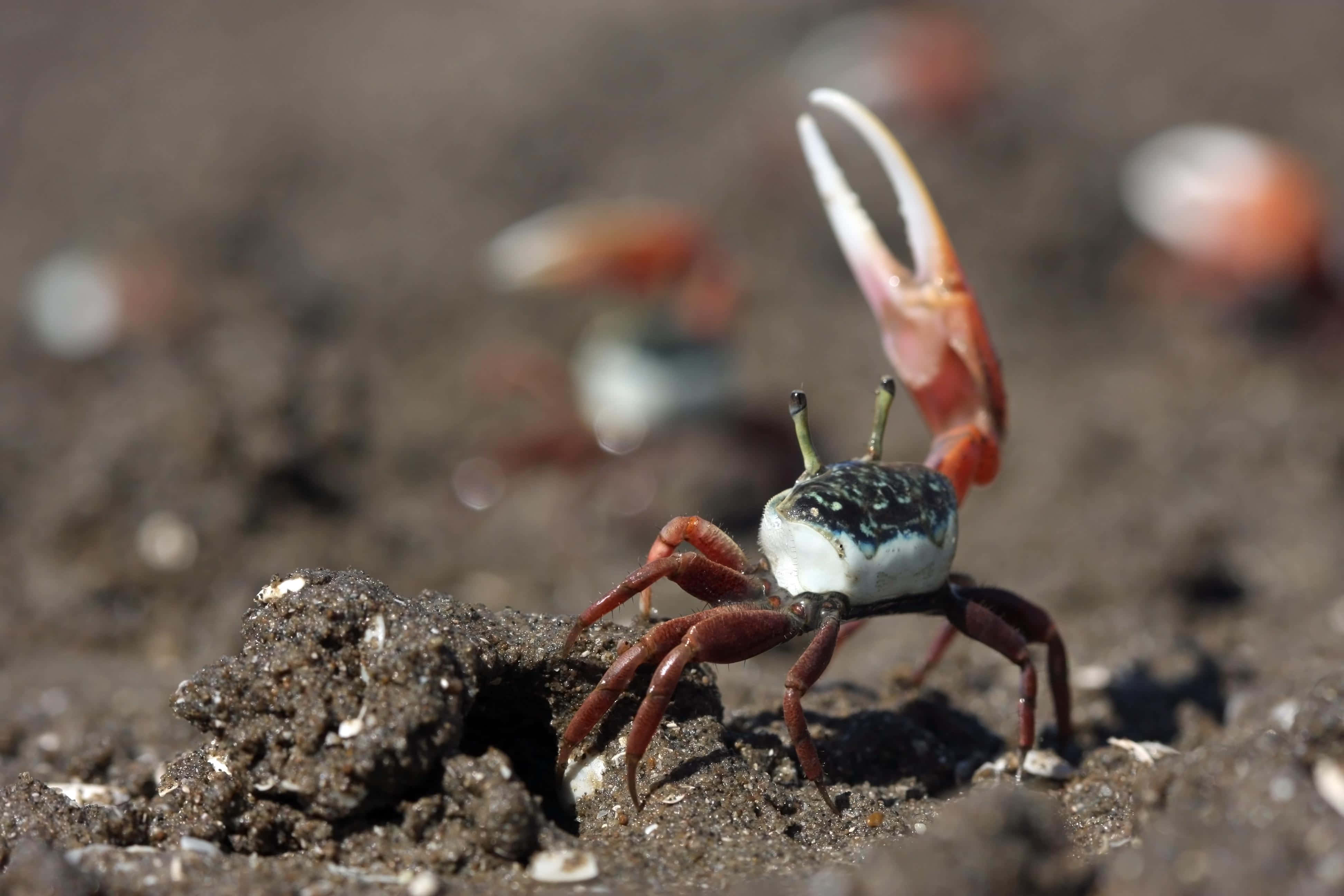 Fiddler Crab, raised claw, white and black shell, 4K Desktop Wallpaper