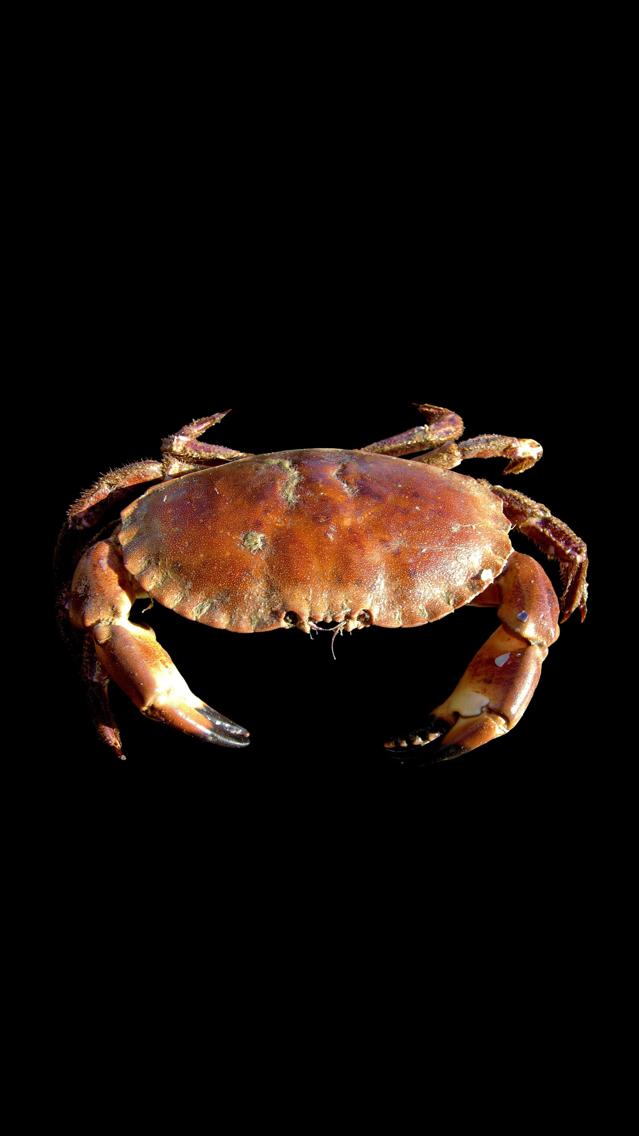 brown crab, textured shell, claws, 4K Phone Wallpaper