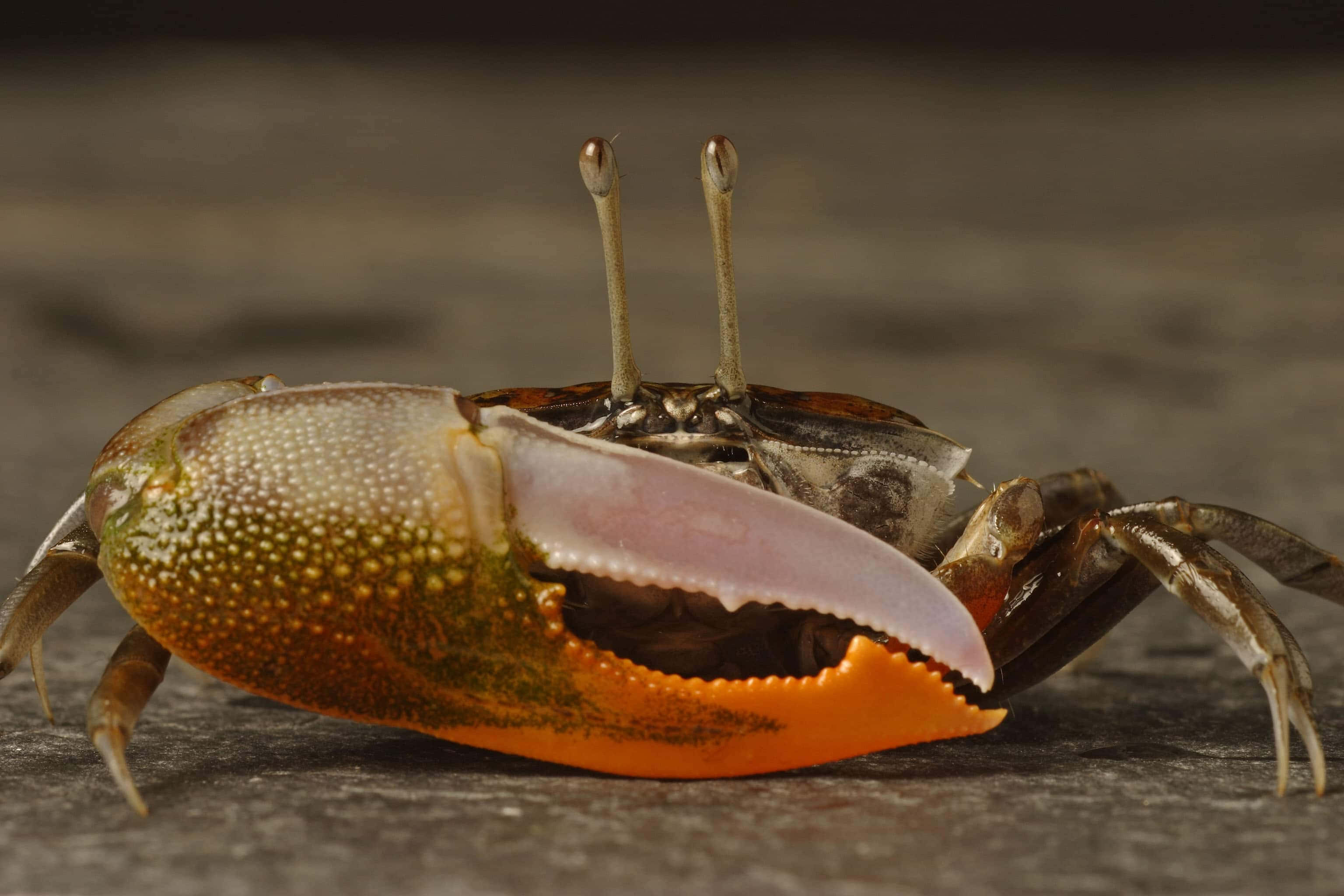 fiddler crab, vibrant orange claw, textured shell, 2K Desktop Wallpaper