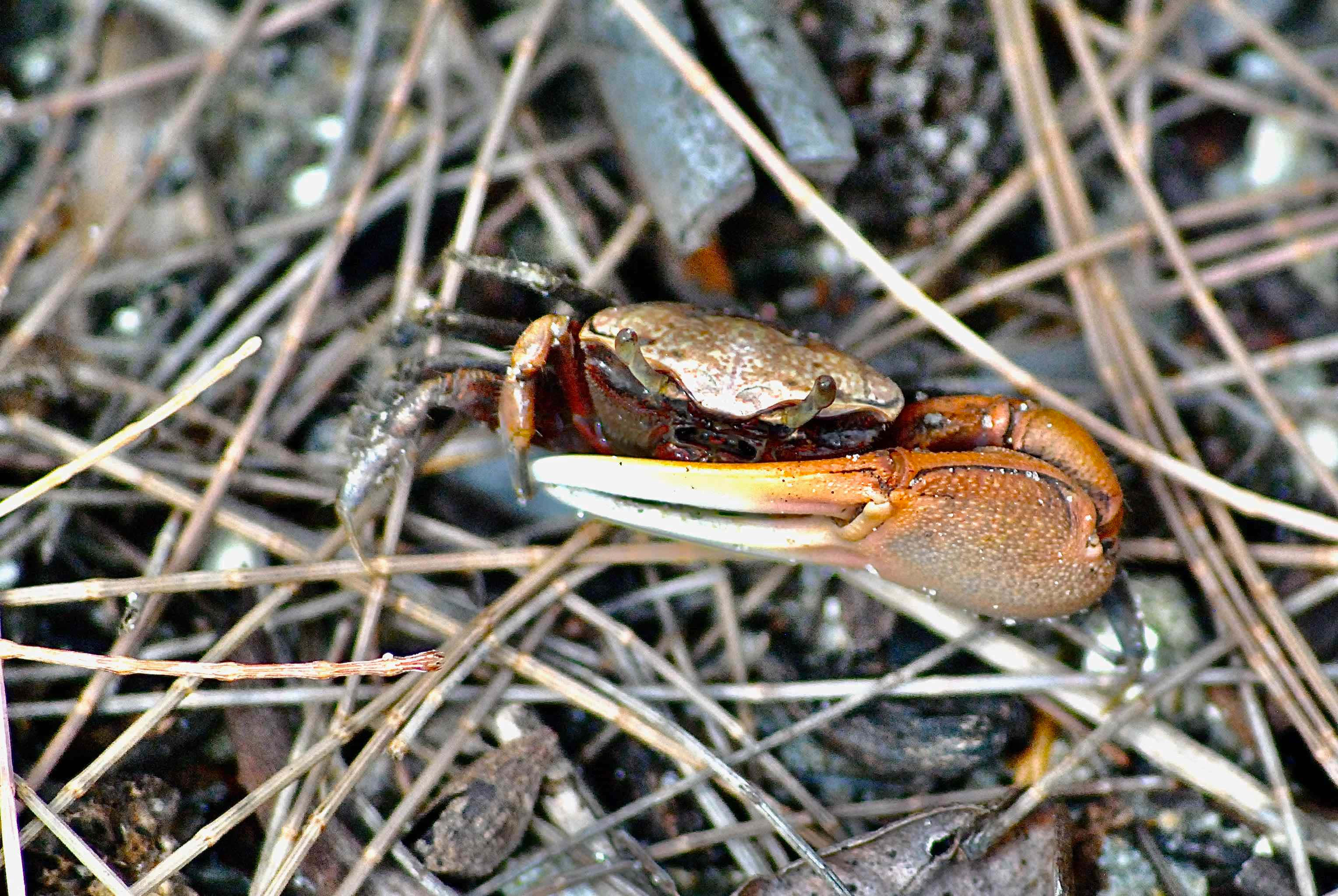 Fiddler Crab, orange claws, speckled shell, 2K Desktop Wallpaper