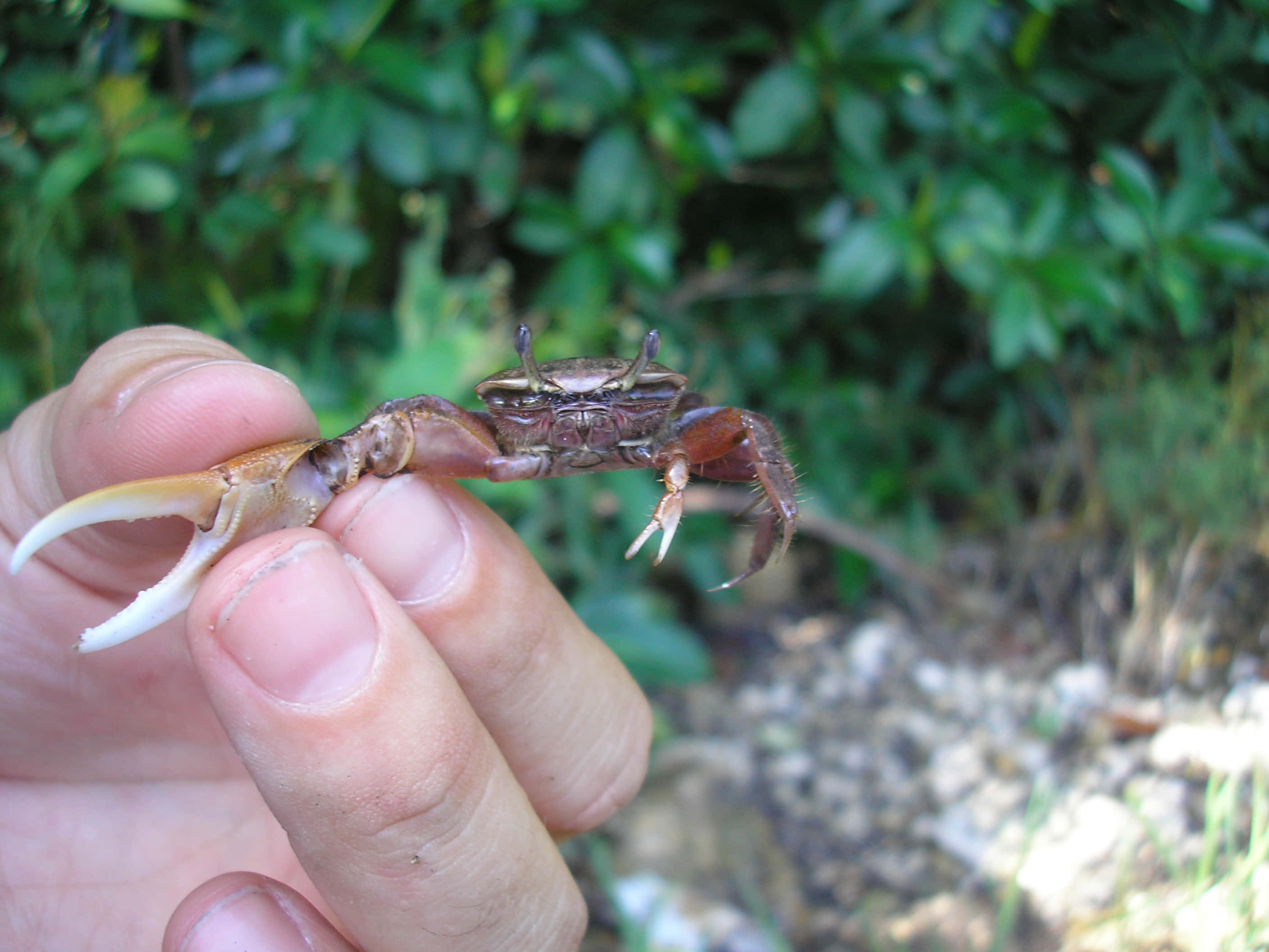 Fiddler Crab, white claw, fingers, 2K Desktop Wallpaper