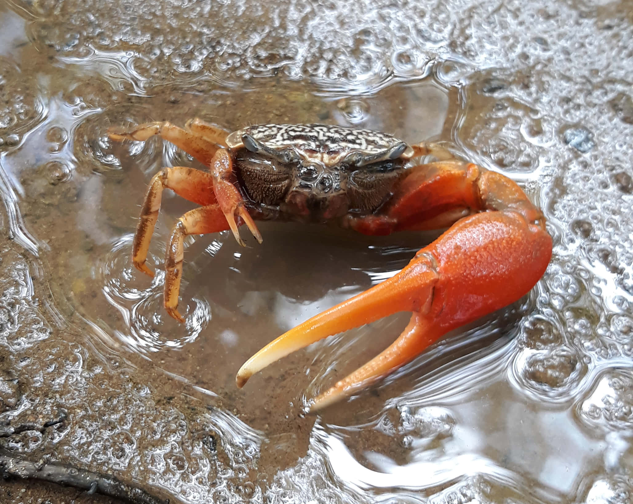 fiddler crab, vibrant orange, patterned shell, Full HD Desktop Wallpaper