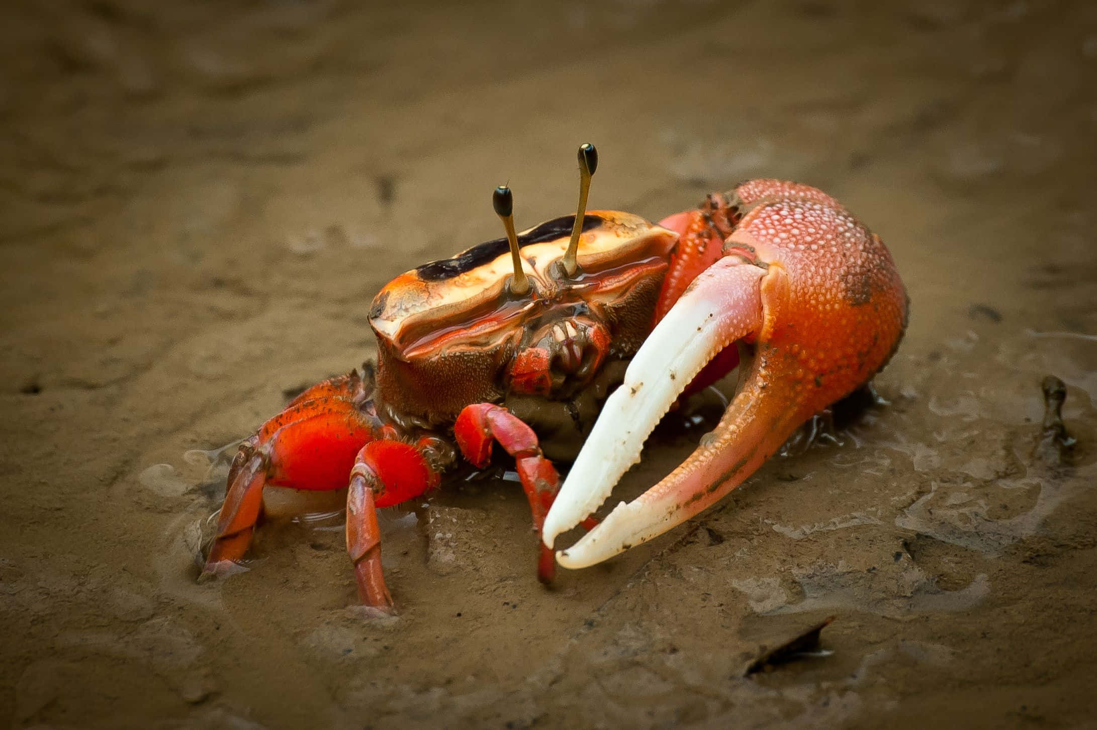 fiddler crab, large claw, vibrant red, Full HD Desktop Wallpaper