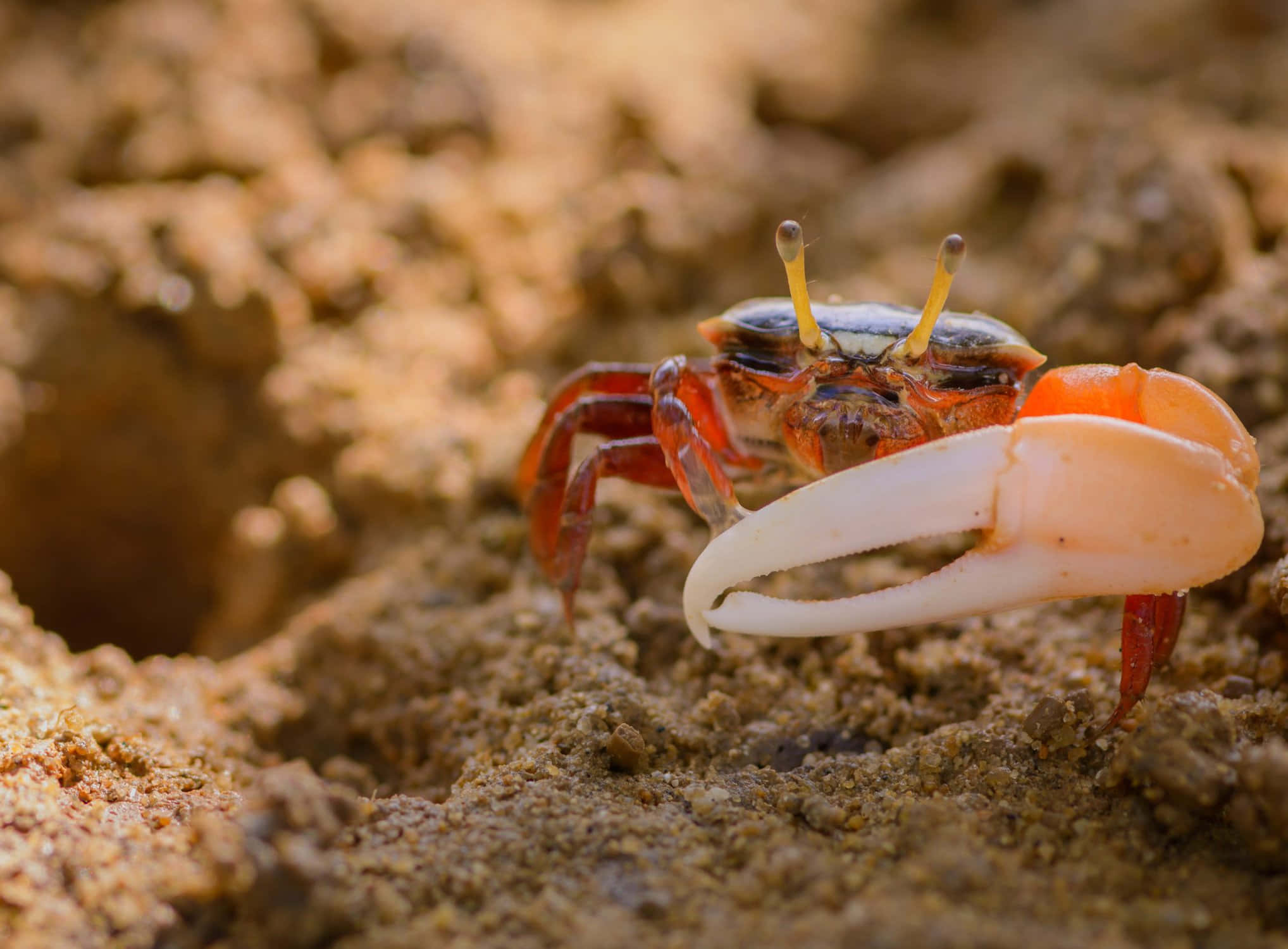fiddler crab, giant white claw, orange legs, Full HD Desktop Wallpaper