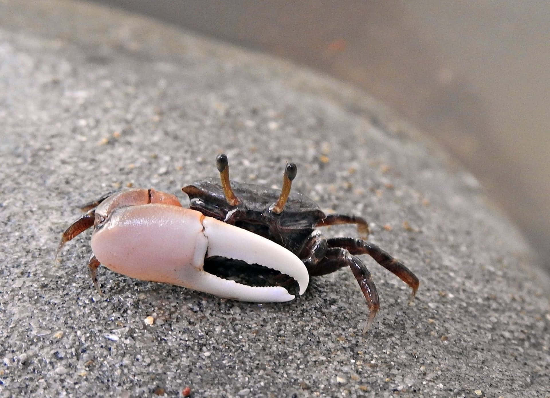 Fiddler Crab, white and pink claw, textured gray rock surface, Full HD Desktop Wallpaper
