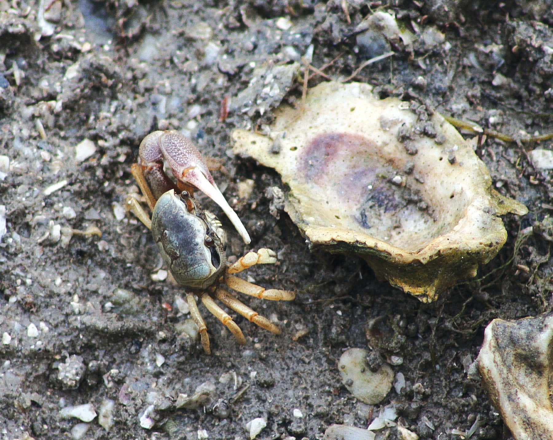 Fiddler Crab, oyster shell, muddy terrain, HD Desktop Wallpaper