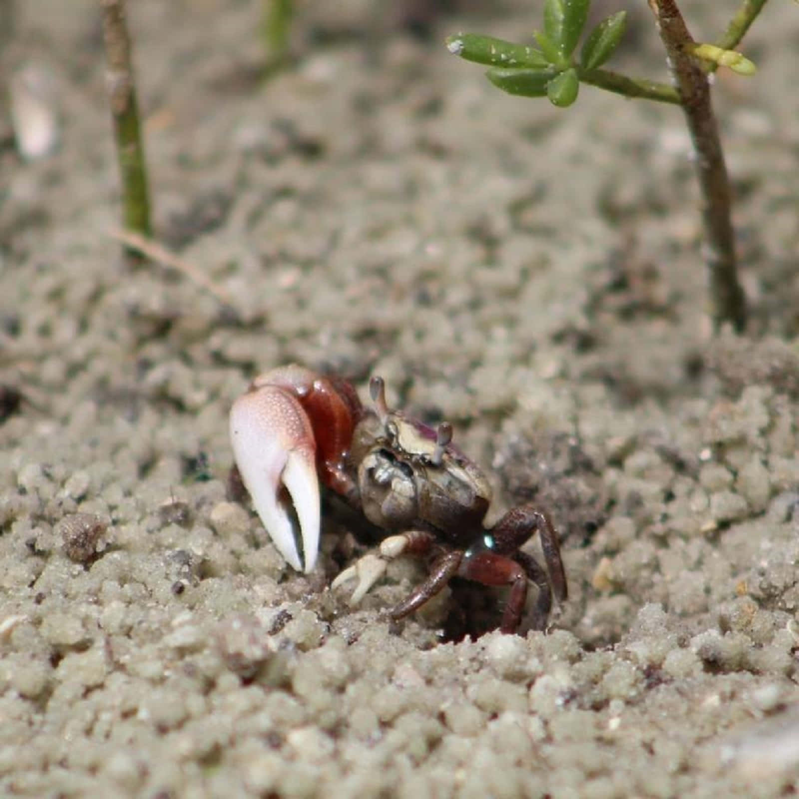 fiddler crab, sandy beach, white claw, HD Desktop Wallpaper