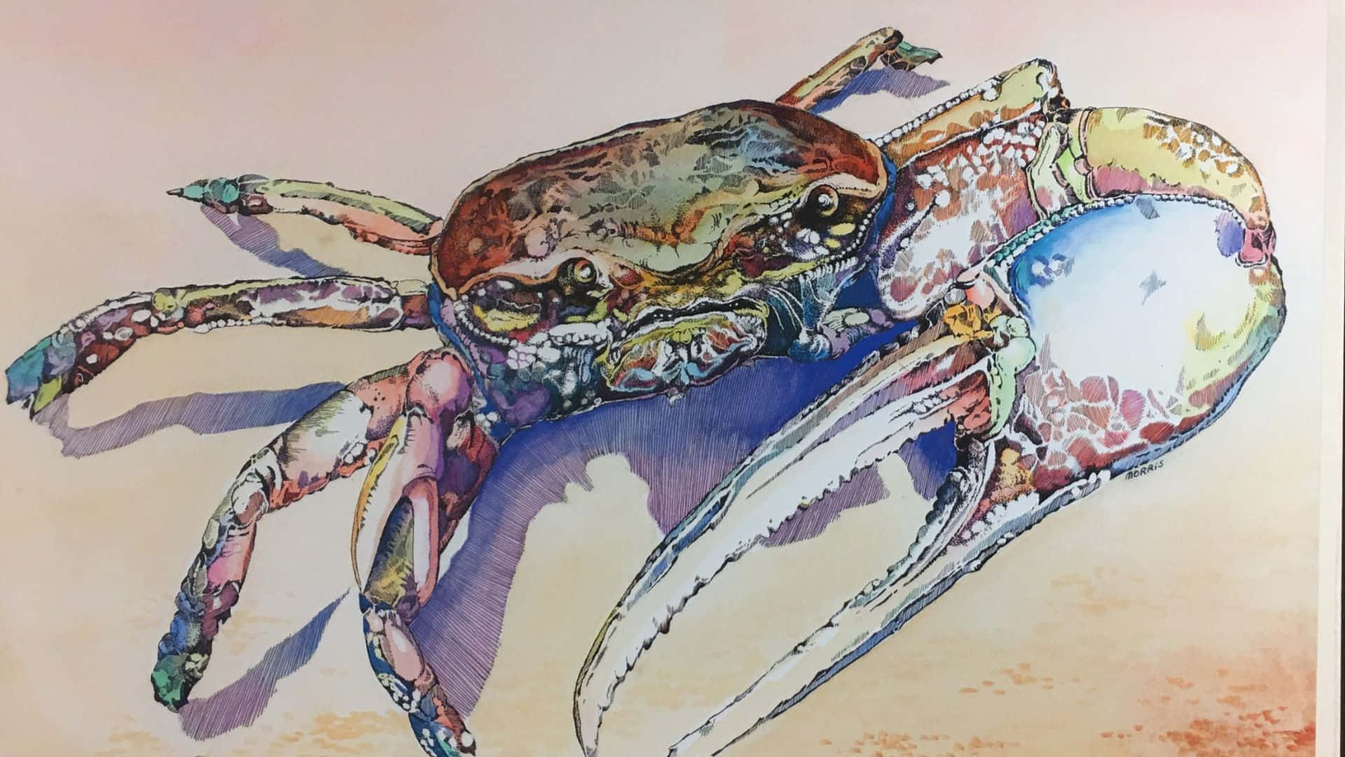 colorful fiddler crab, watercolor illustration, detailed crab, Full HD Desktop Wallpaper