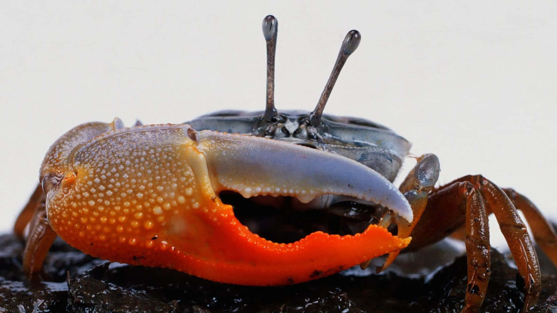 Fiddler Crab, vibrant orange claw, textured shell, Full HD Desktop Wallpaper