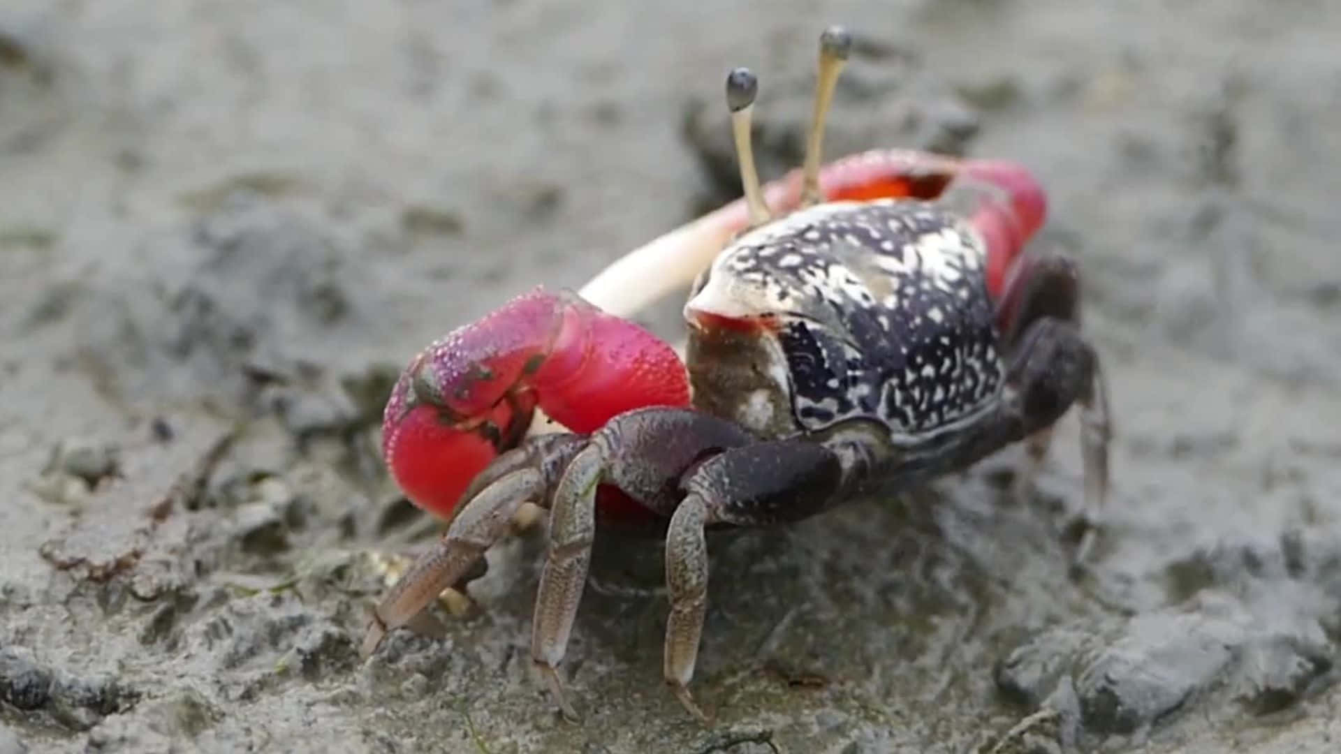 colorful fiddler crabon mud, vivid red crab, speckled shell, Full HD Desktop Wallpaper