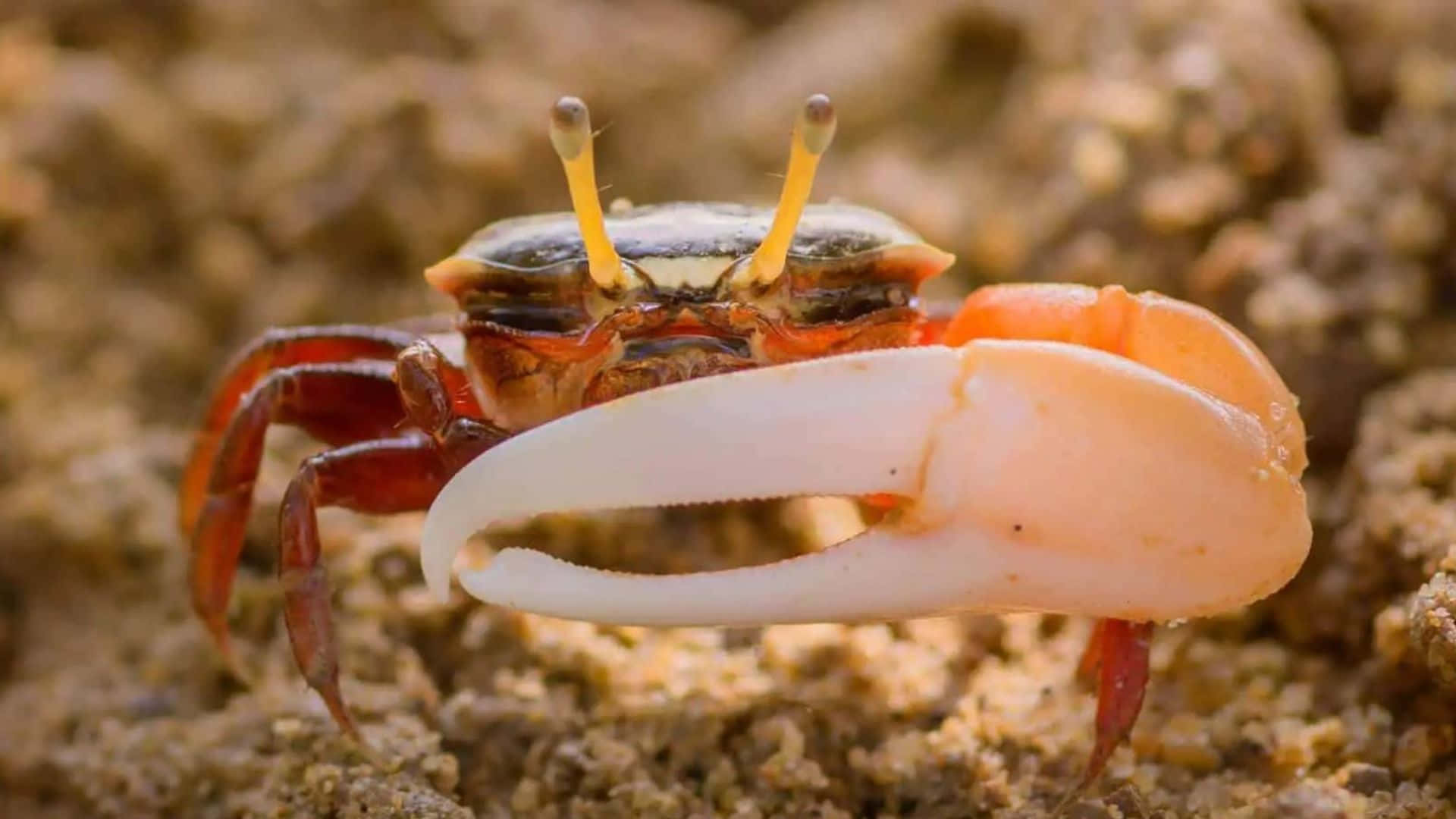 fiddler crab, large claw, white claw, Full HD Desktop Wallpaper