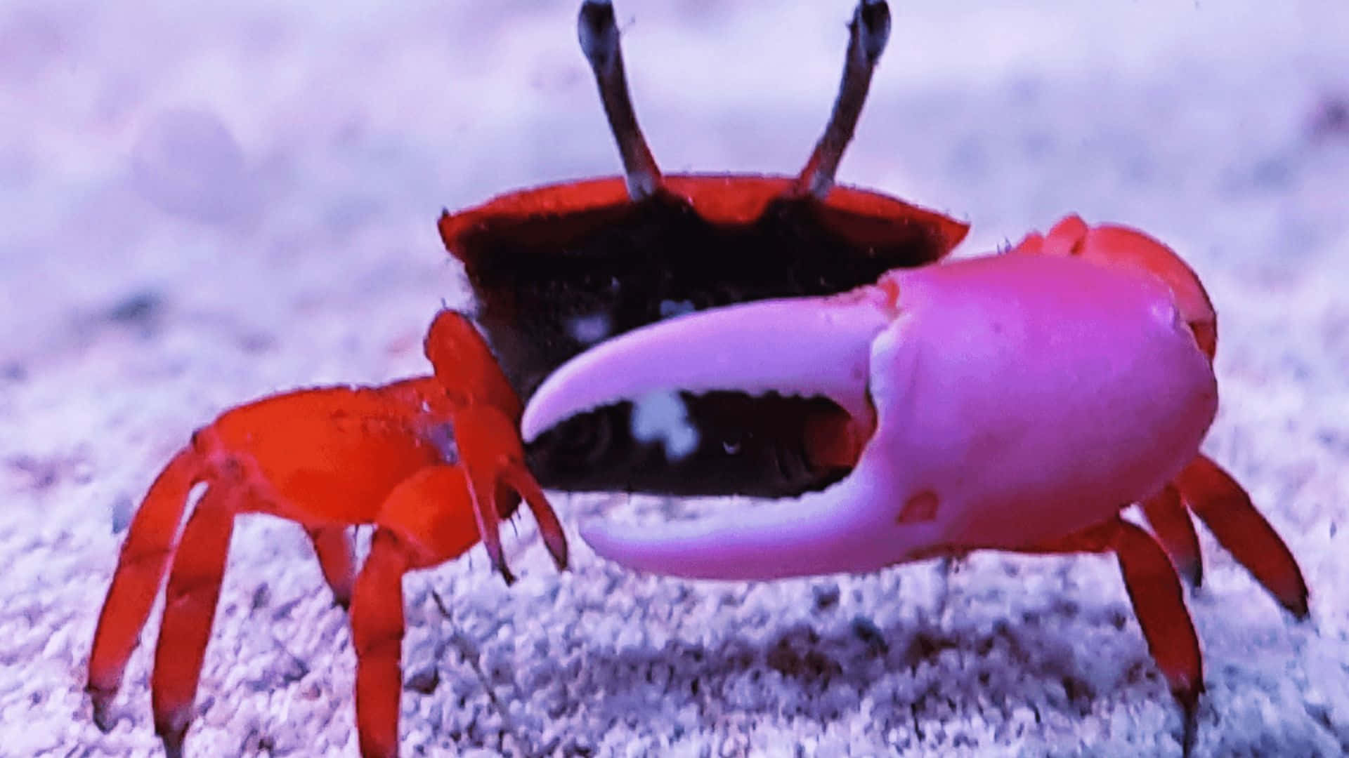 vibrant fiddler crab, vivid red crab, large pink claw, Full HD Desktop Wallpaper