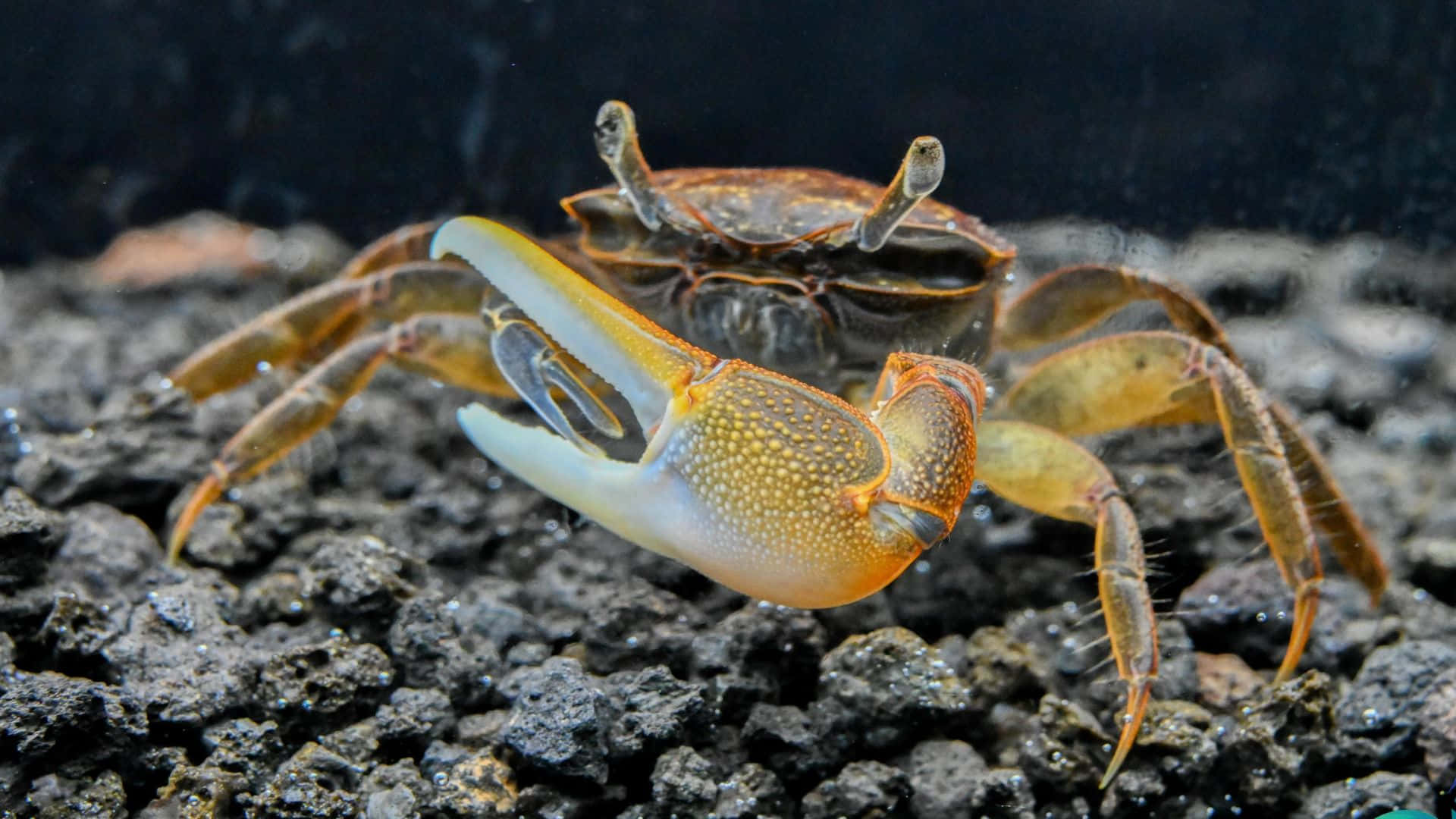 fiddler crab, orange claw, dark gravel, Full HD Desktop Wallpaper