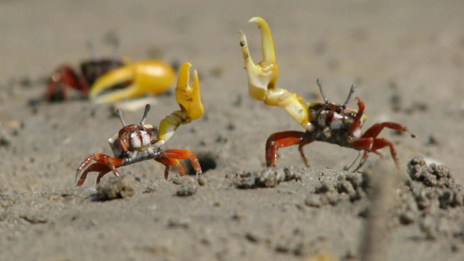 fiddler crab, bright yellow claws, wet sand, Full HD Desktop Wallpaper