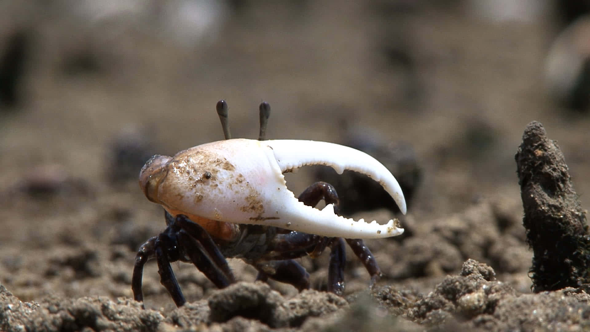 fiddler crab, oversized claw, muddy tidal flats, Full HD Desktop Wallpaper