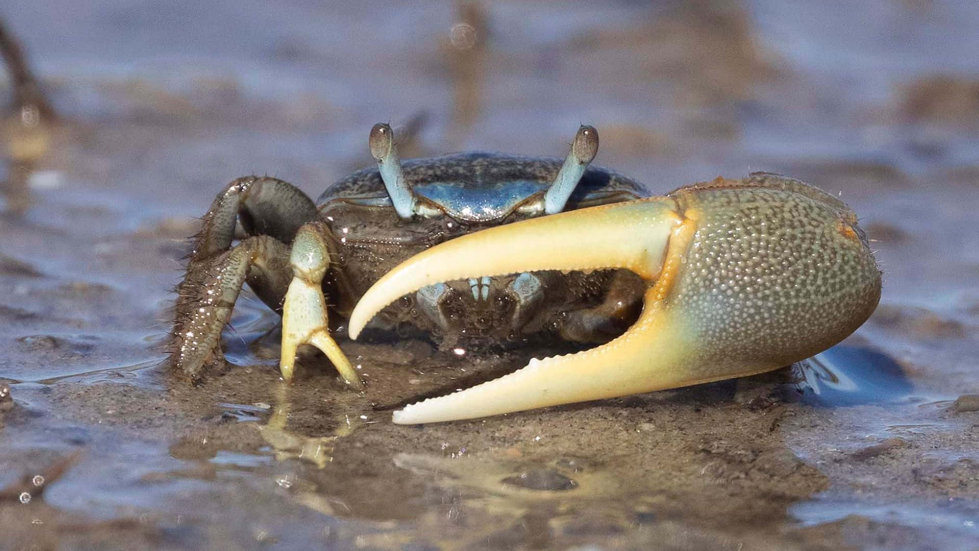 fiddler crab, yellow claw, wet muddy terrain, Full HD Desktop Wallpaper