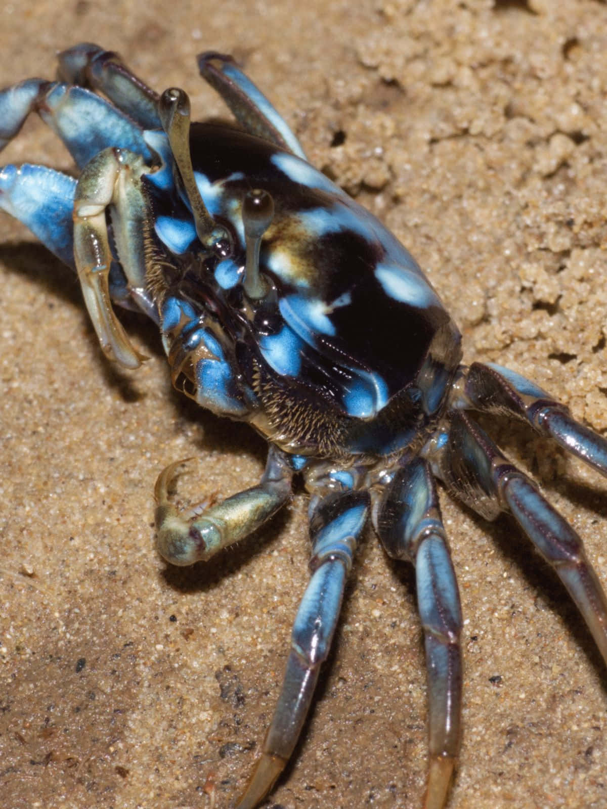 fiddler crab, vivid blue, black markings, HD Phone Wallpaper