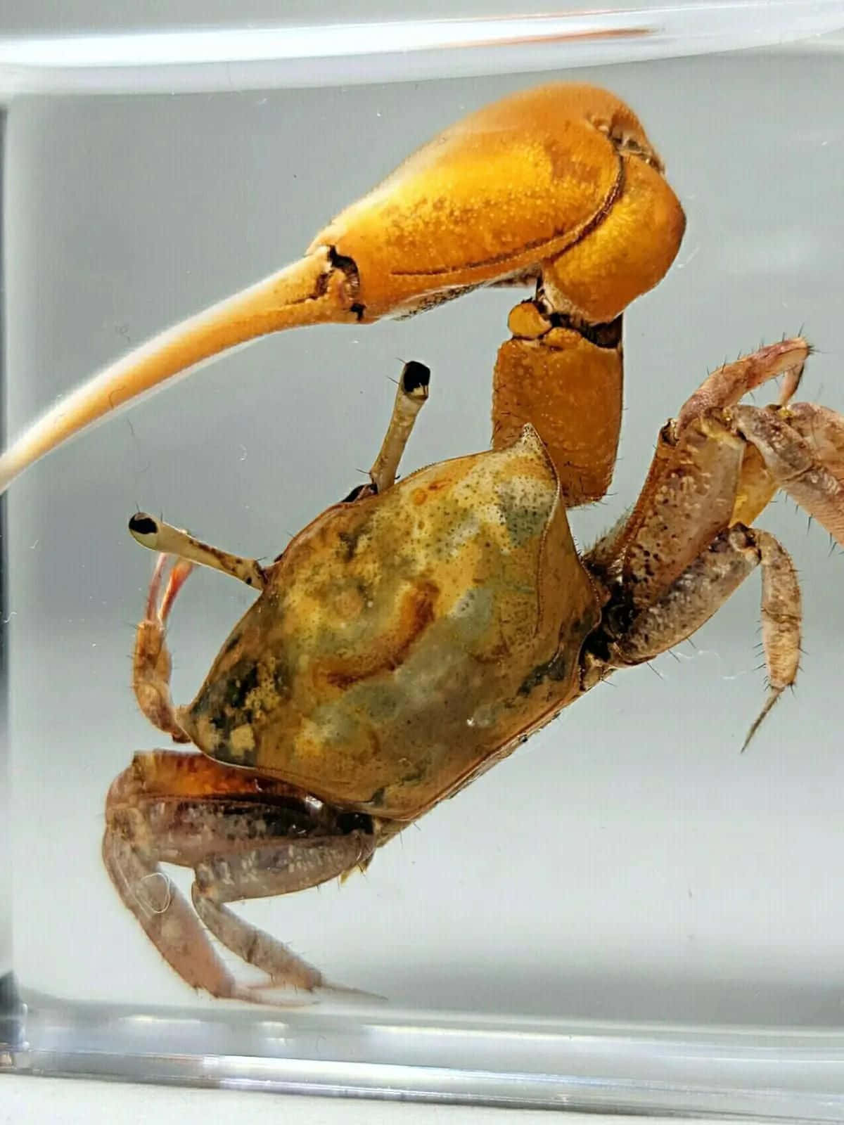 fiddler crab, large orange claw, clear water, HD Phone Wallpaper