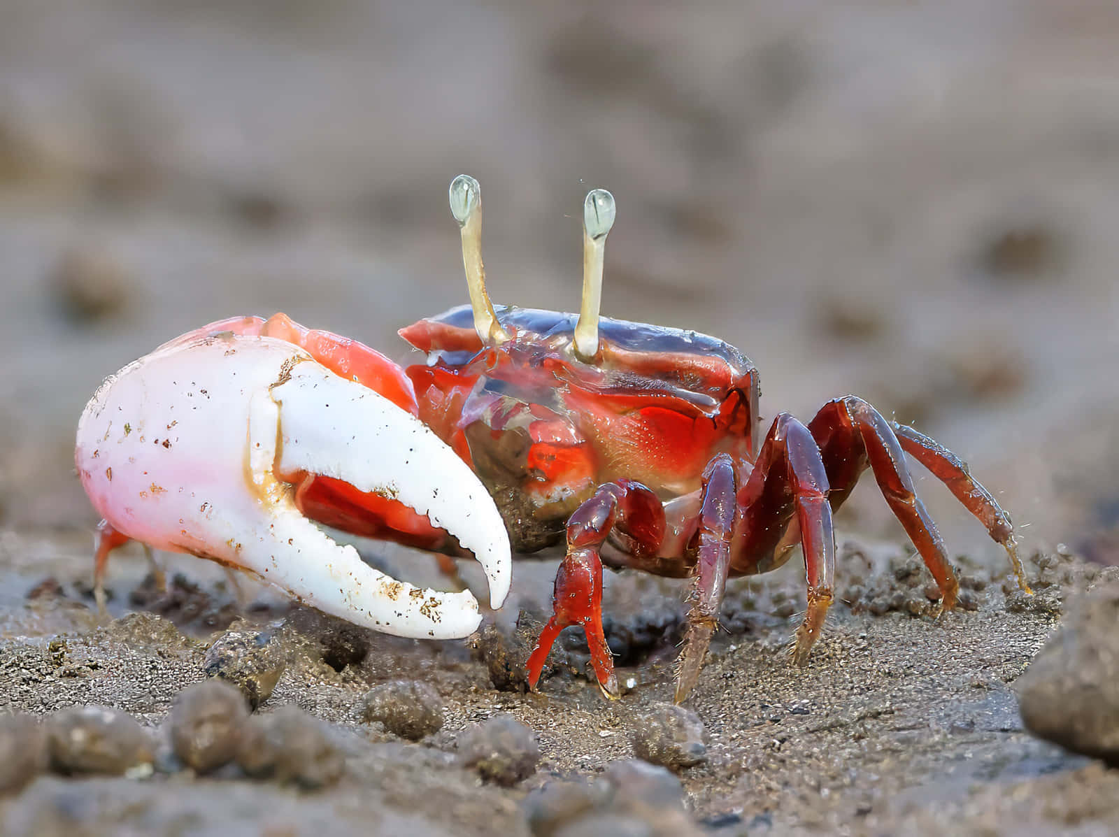 fiddler crab, red crab, white claw, HD Desktop Wallpaper