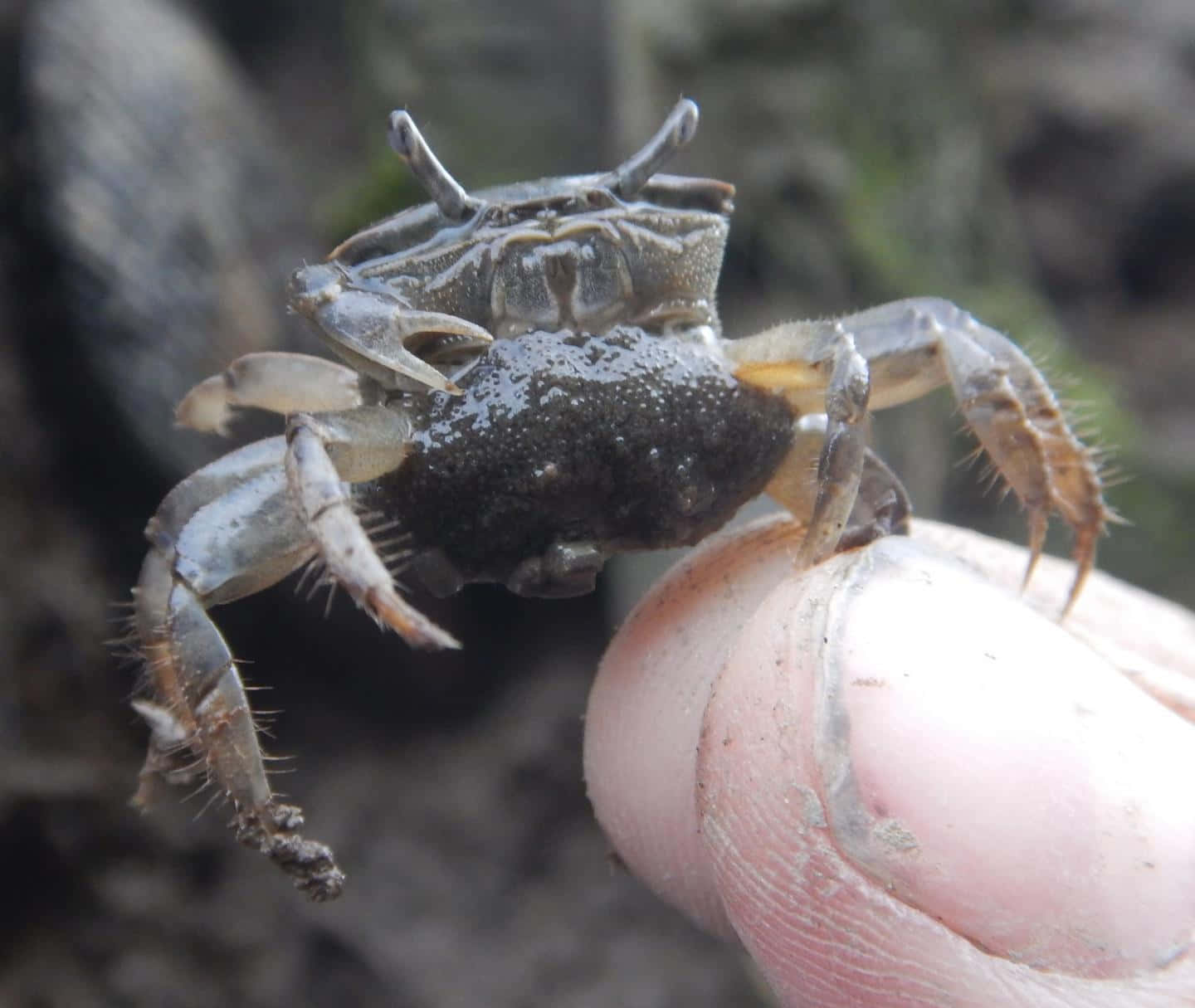 fiddler crab, dark shell, spiny legs, HD Desktop Wallpaper