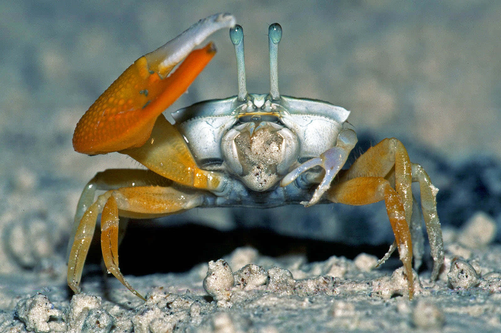 Fiddler Crab, orange claws, blue-tinted eyes, HD Desktop Wallpaper