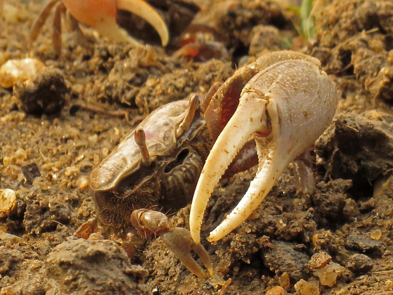 fiddler crab, massive claw, muddy coastal ground, HD Desktop Wallpaper
