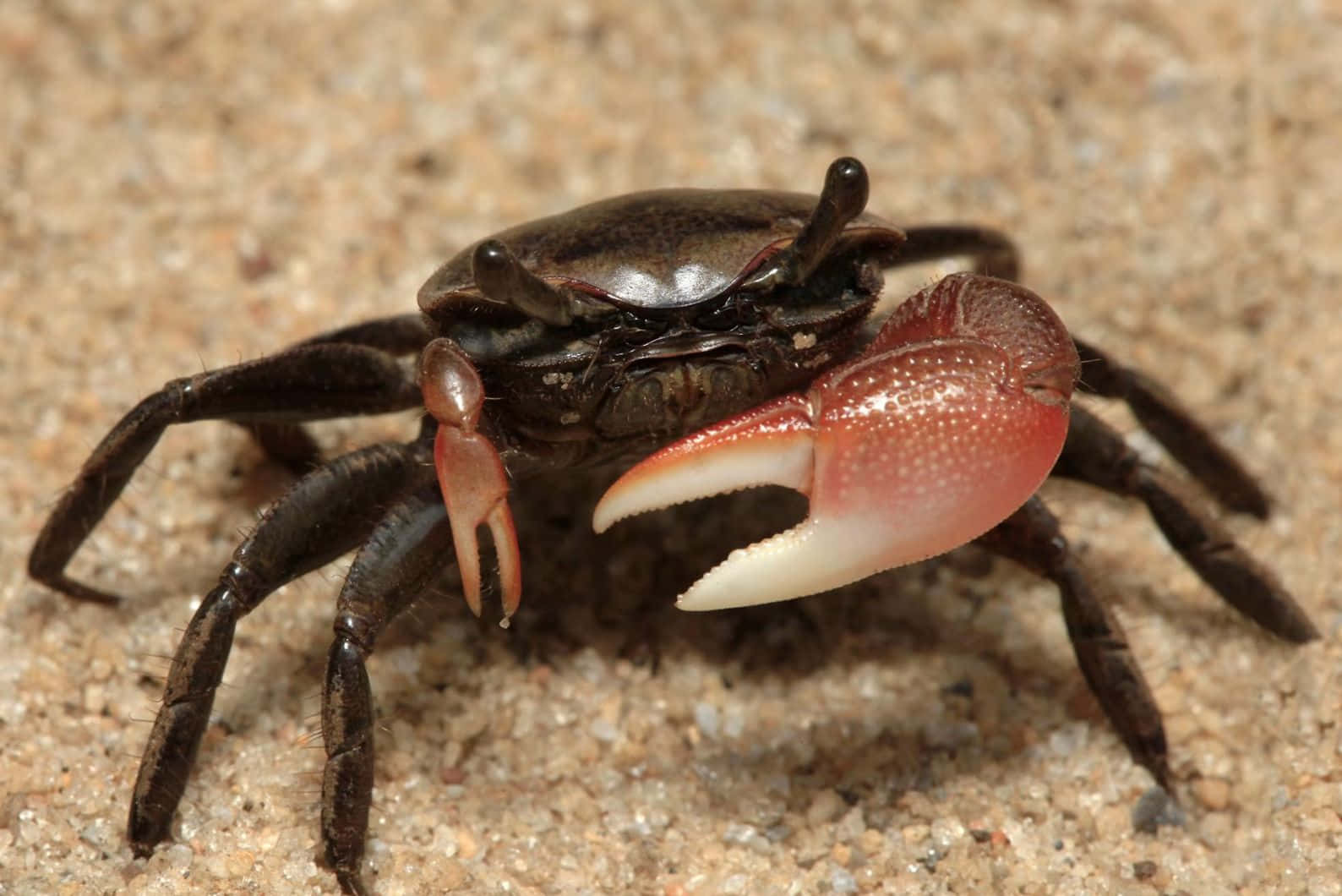 fiddler crab, one oversized pink claw, dark shell, HD Desktop Wallpaper