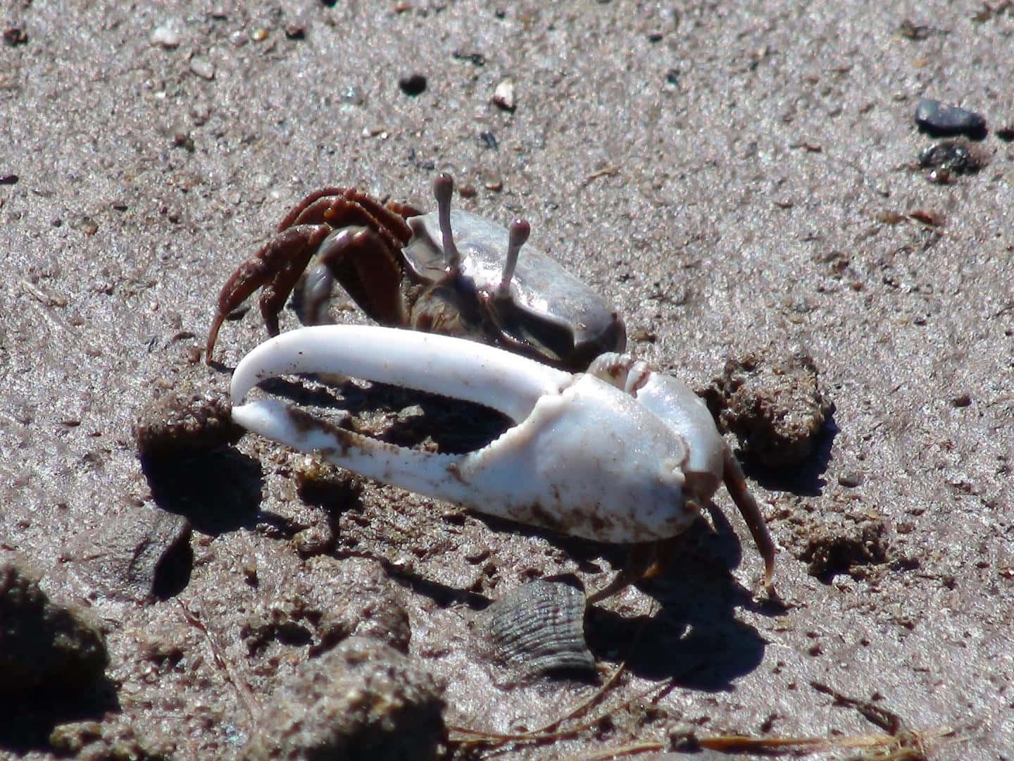 fiddler crab, white claw, brown claw, HD Desktop Wallpaper