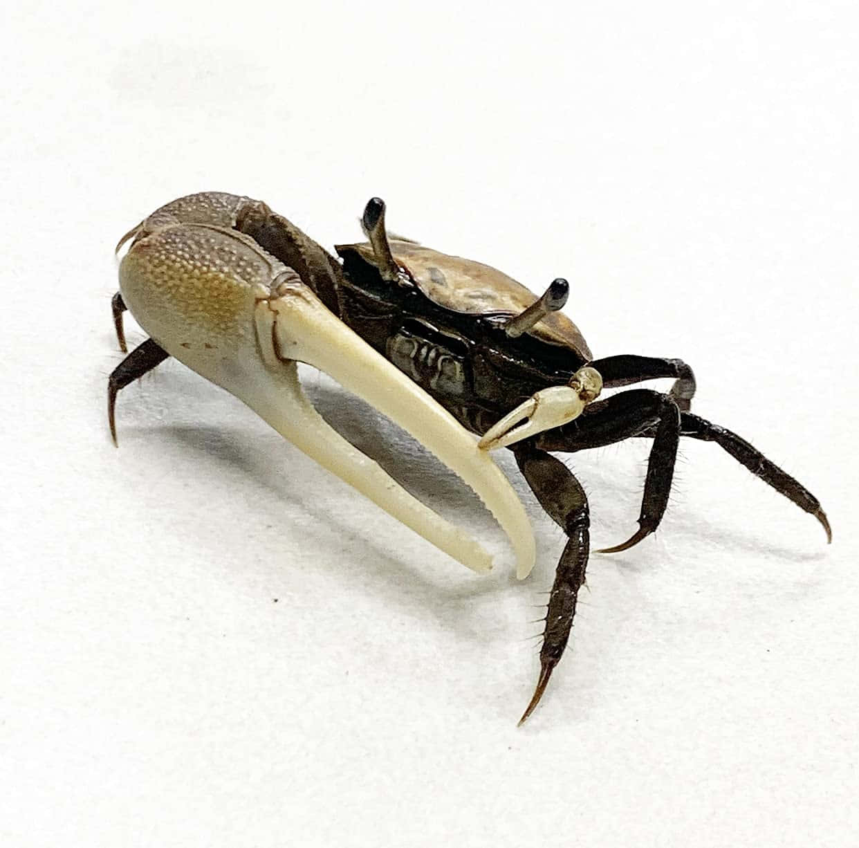 fiddler crab, oversized white claw, dark body, SD Desktop Wallpaper