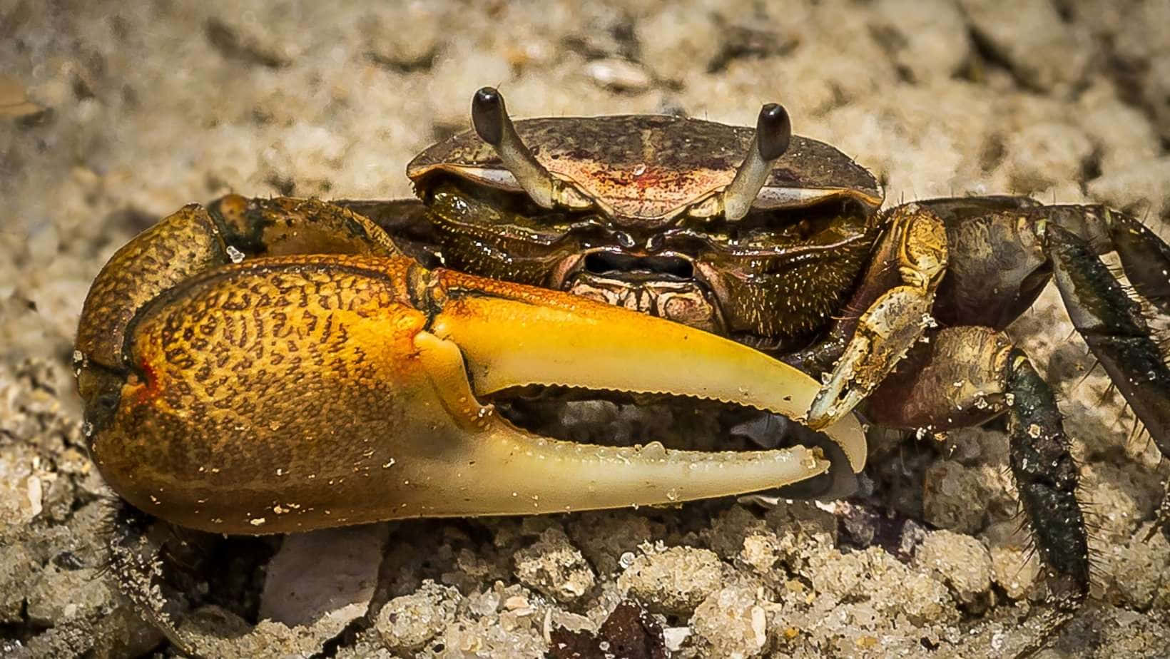 fiddler crab, oversized claw, orange claw, HD Desktop Wallpaper