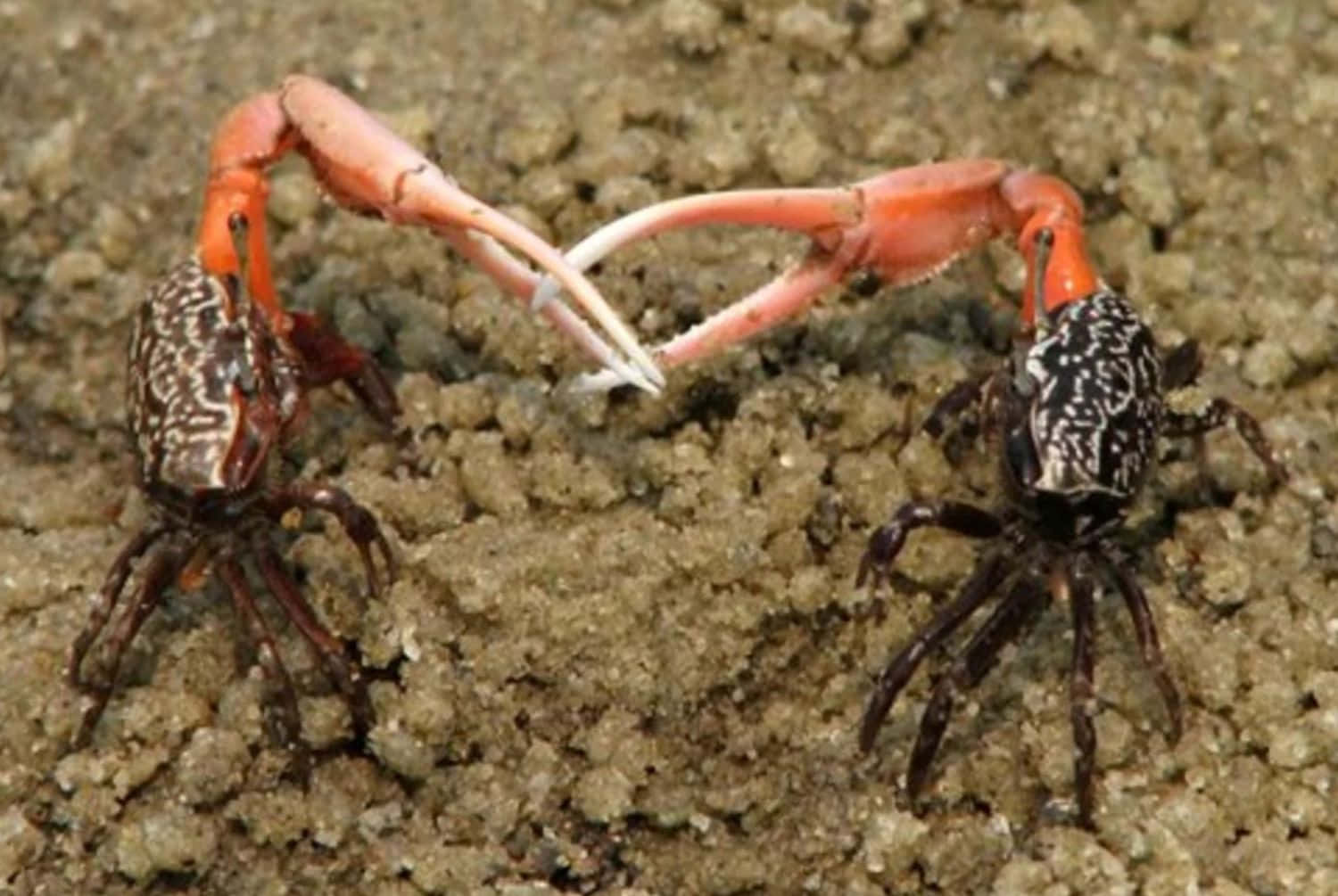 fiddler crab, patterned shells, bright orange claws, HD Desktop Wallpaper