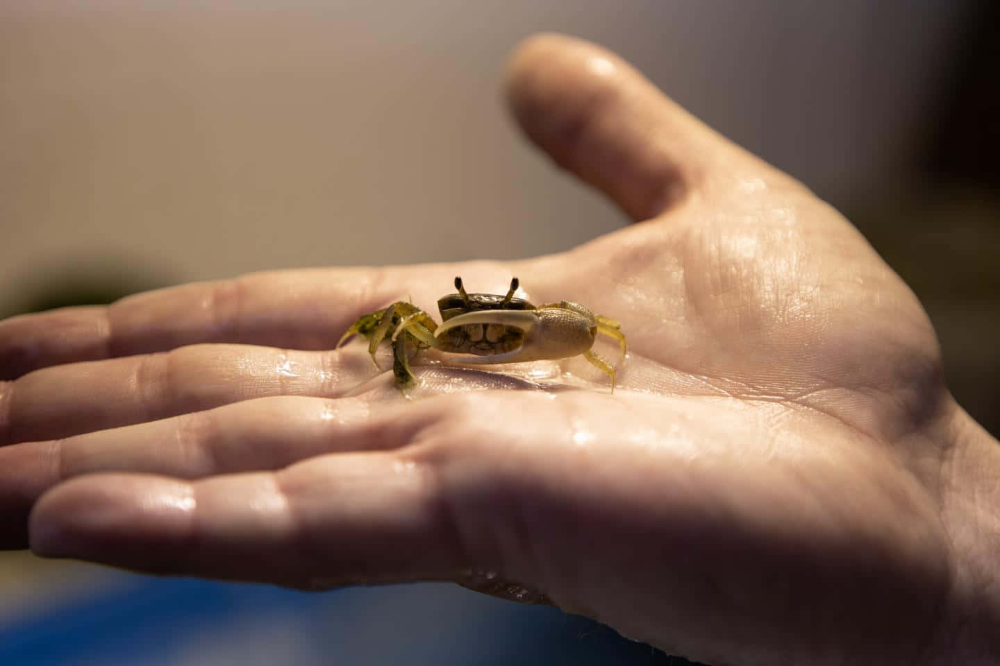 Fiddler Crab, human hand, water droplets, HD Desktop Wallpaper