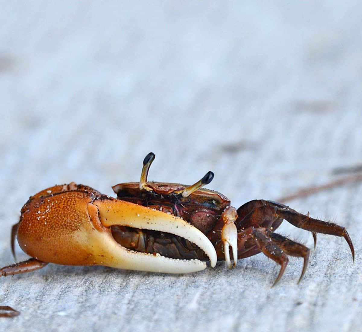 Fiddler Crab, white-clawed pincer, weathered gray wood, SD Desktop Wallpaper
