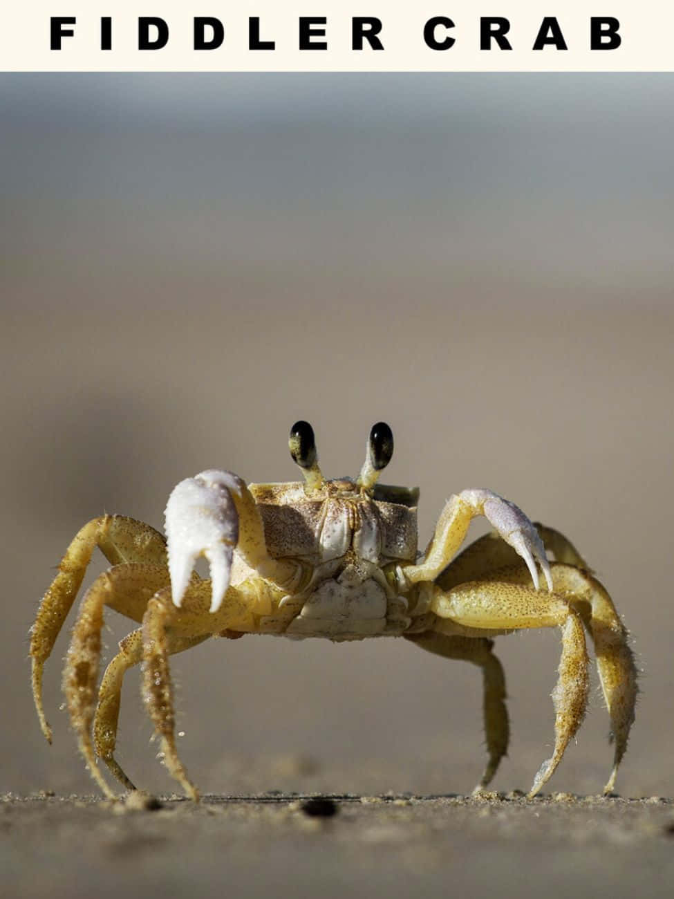 fiddler crab, sand, sandy beach, HD Phone Wallpaper