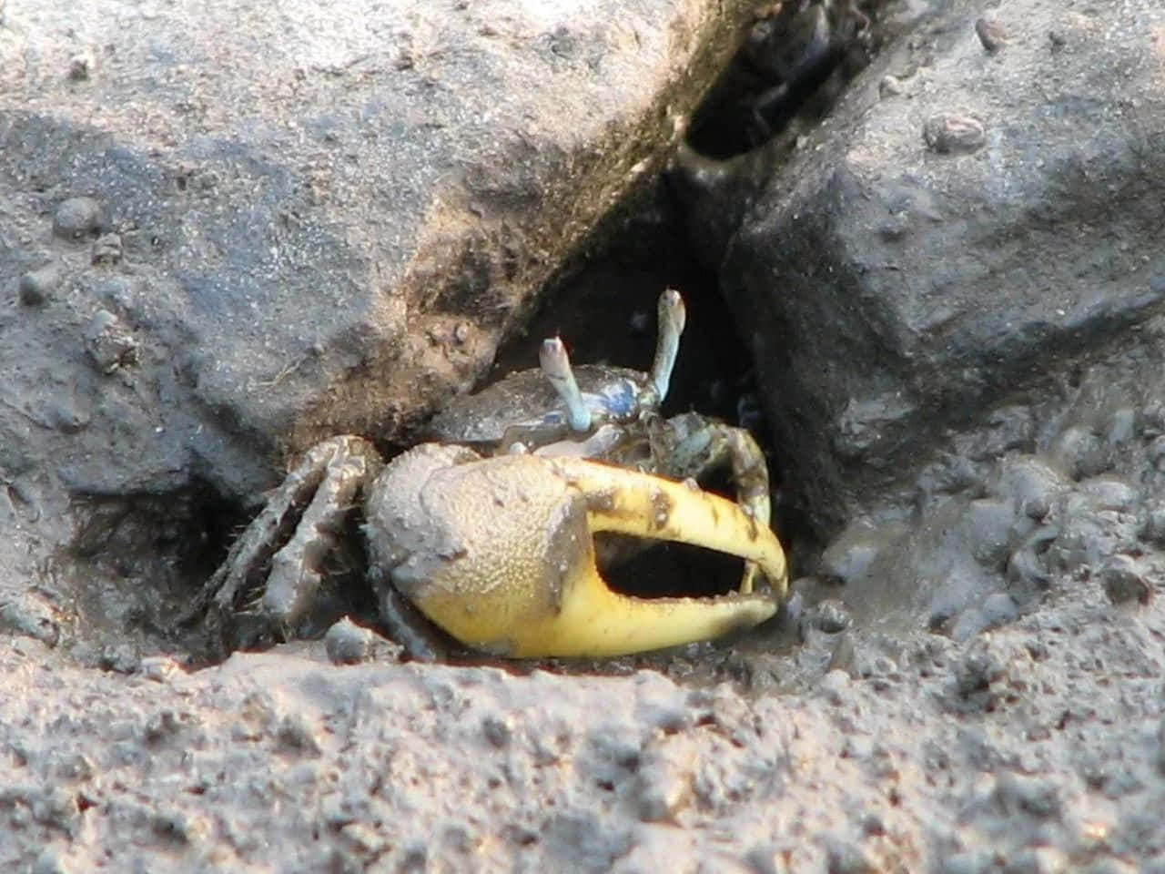 fiddler crab, bright yellow claw, dark wet rocks, HD Desktop Wallpaper