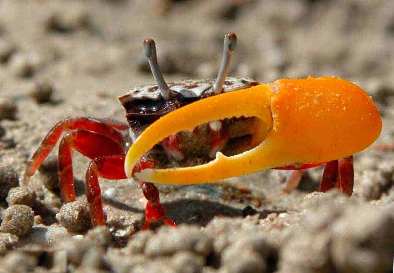 fiddler crab, bright orange claw, red legs, HD Desktop Wallpaper