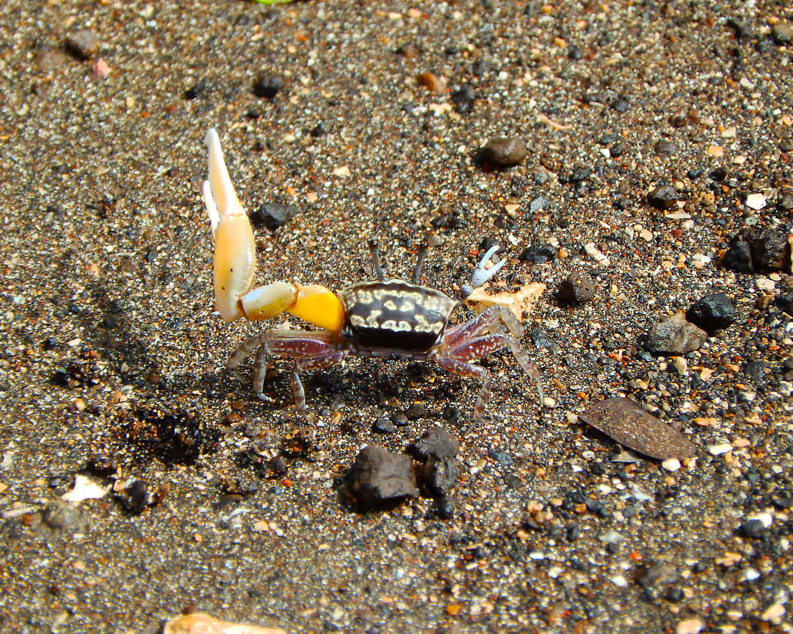 Fiddler Crab, sandy beach, dark volcanic sand, SD Desktop Wallpaper