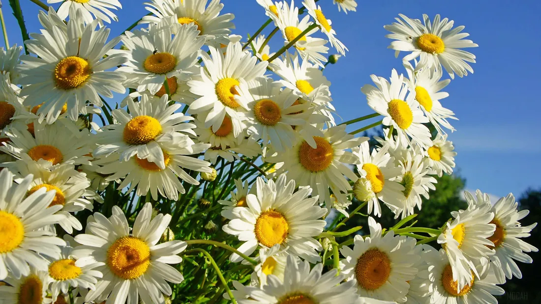 Field Of Flowers