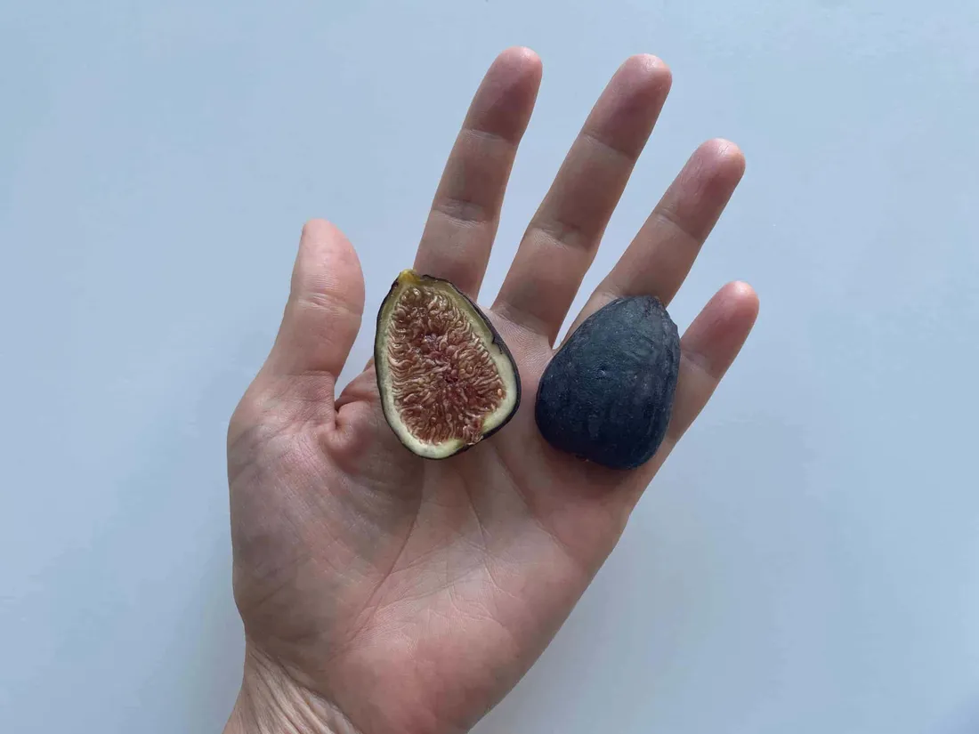 Fig