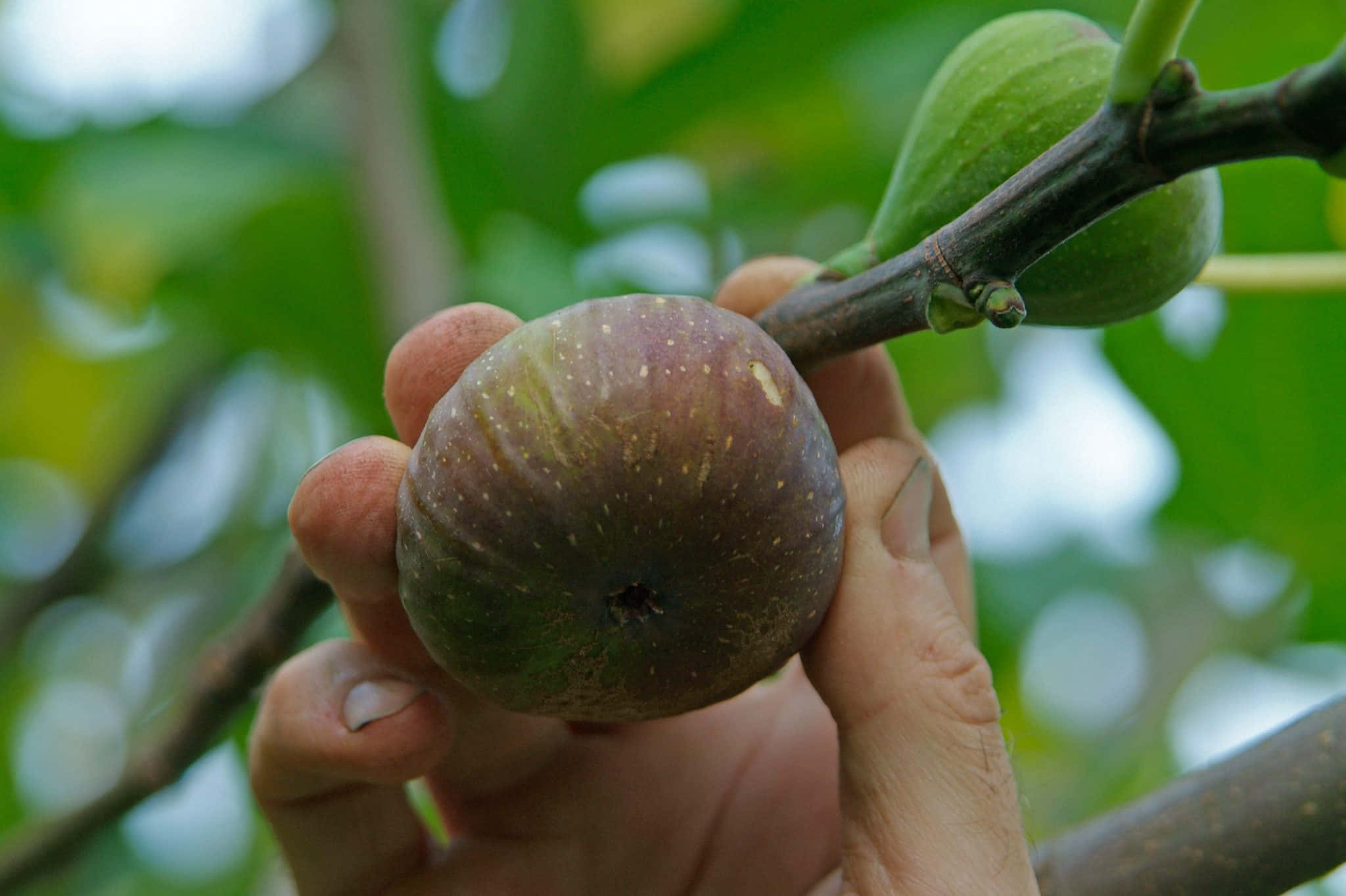 fig, purple fig, speckles, Full HD Desktop Wallpaper