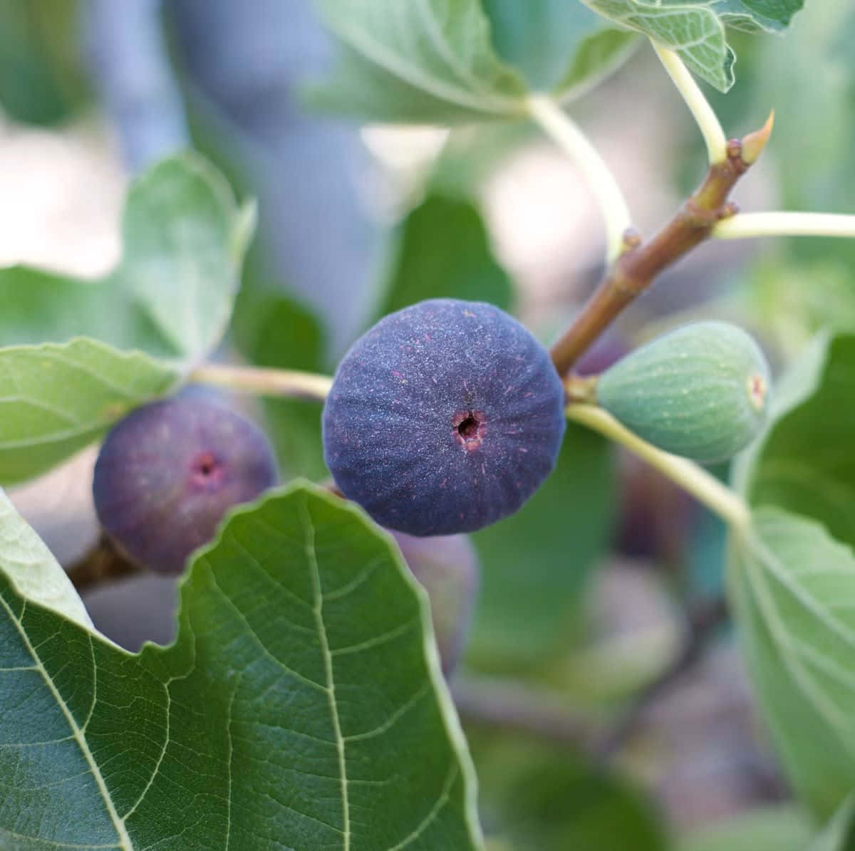 ripe figon branch, dark purple figs, vibrant green leaves, SD Desktop Wallpaper
