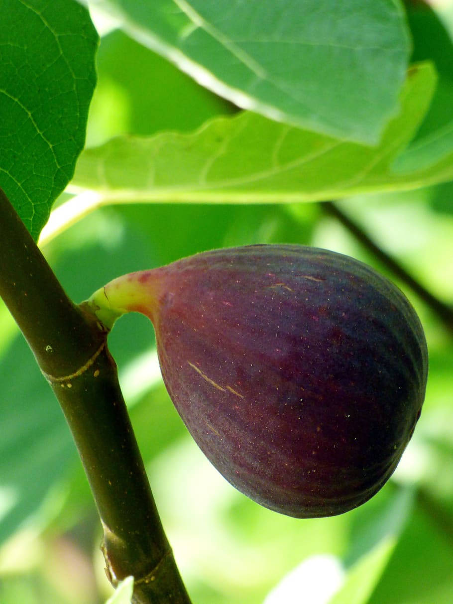 fig fruit, fig tree, branch, SD Phone Wallpaper