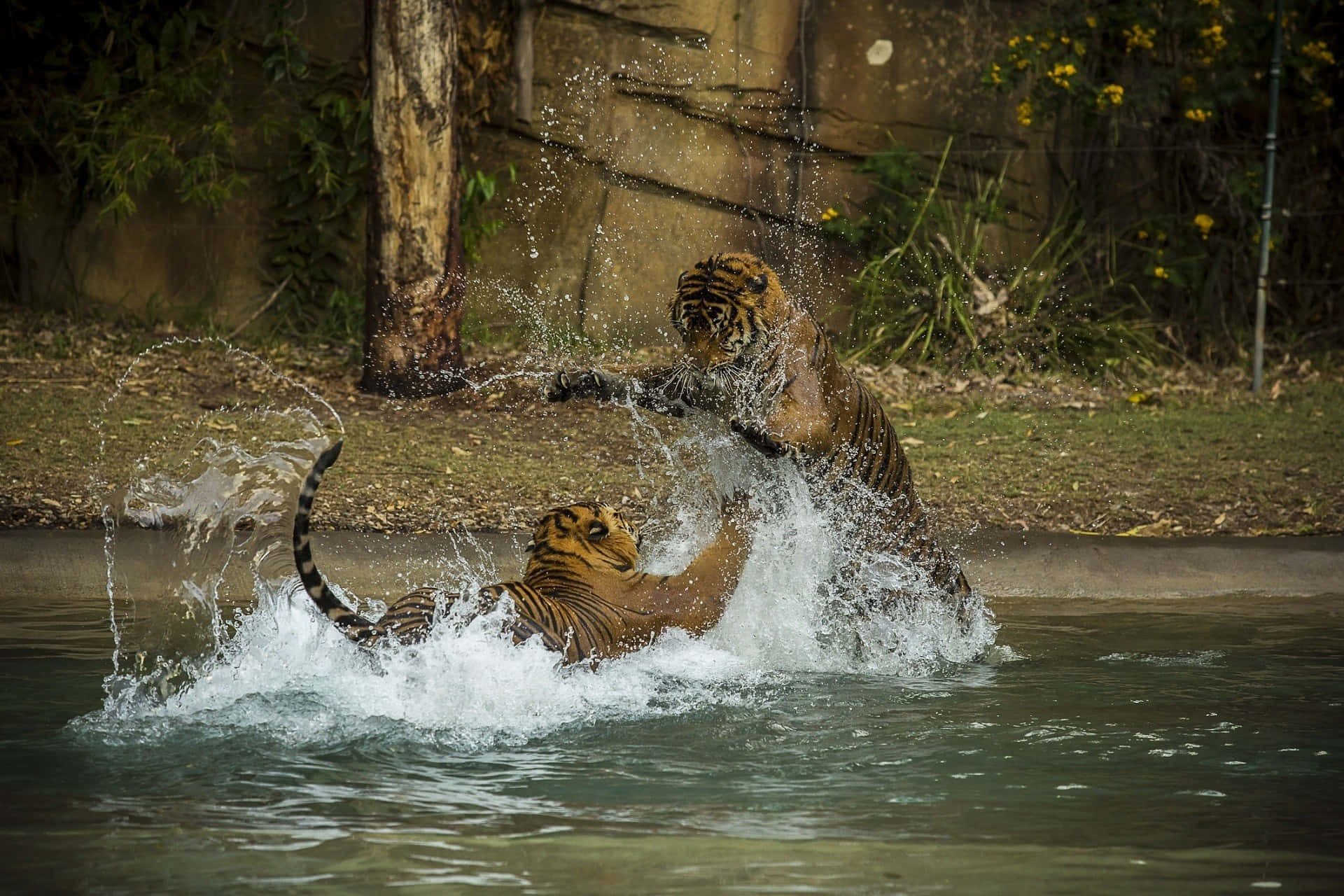 tigers, splashing, water fight, Full HD Desktop Wallpaper