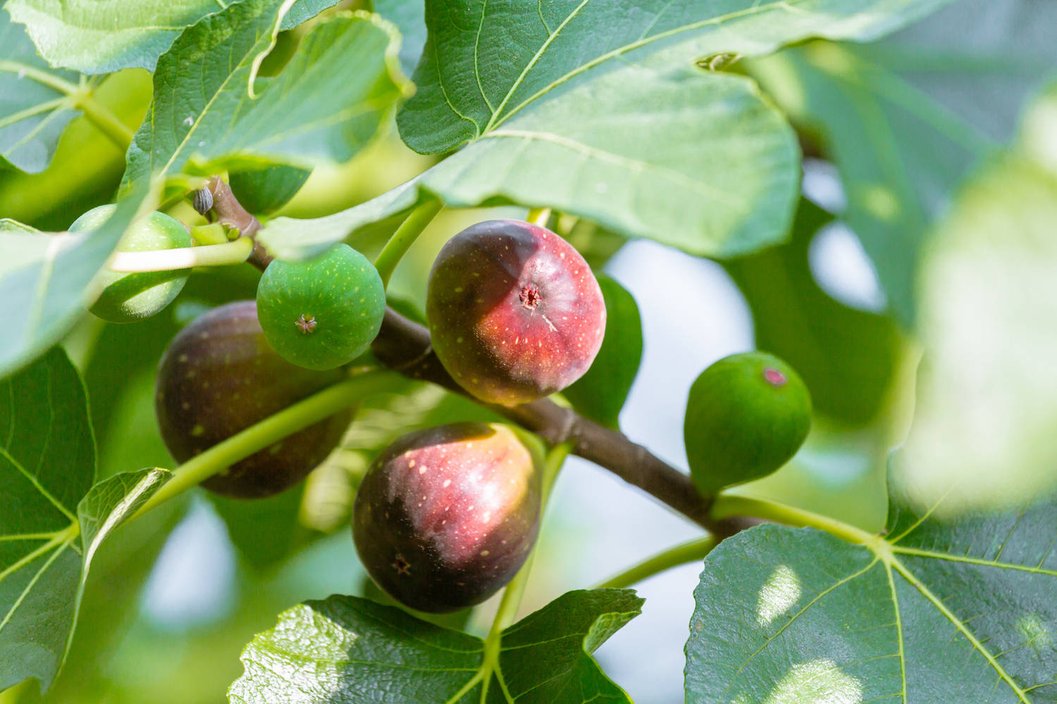 figs, tree, branch, HD Desktop Wallpaper