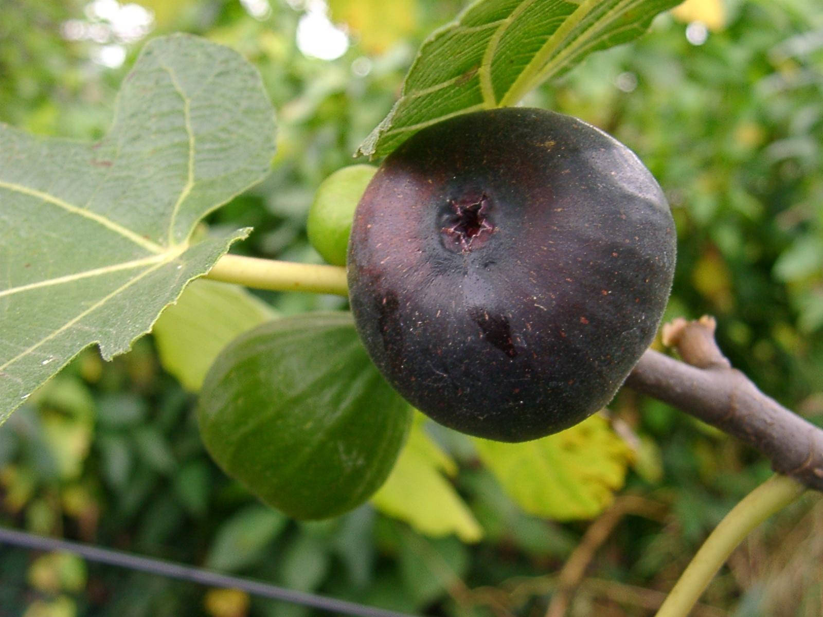 Black Figs Tree, dark purple fig, lush green leaves, HD Desktop Wallpaper